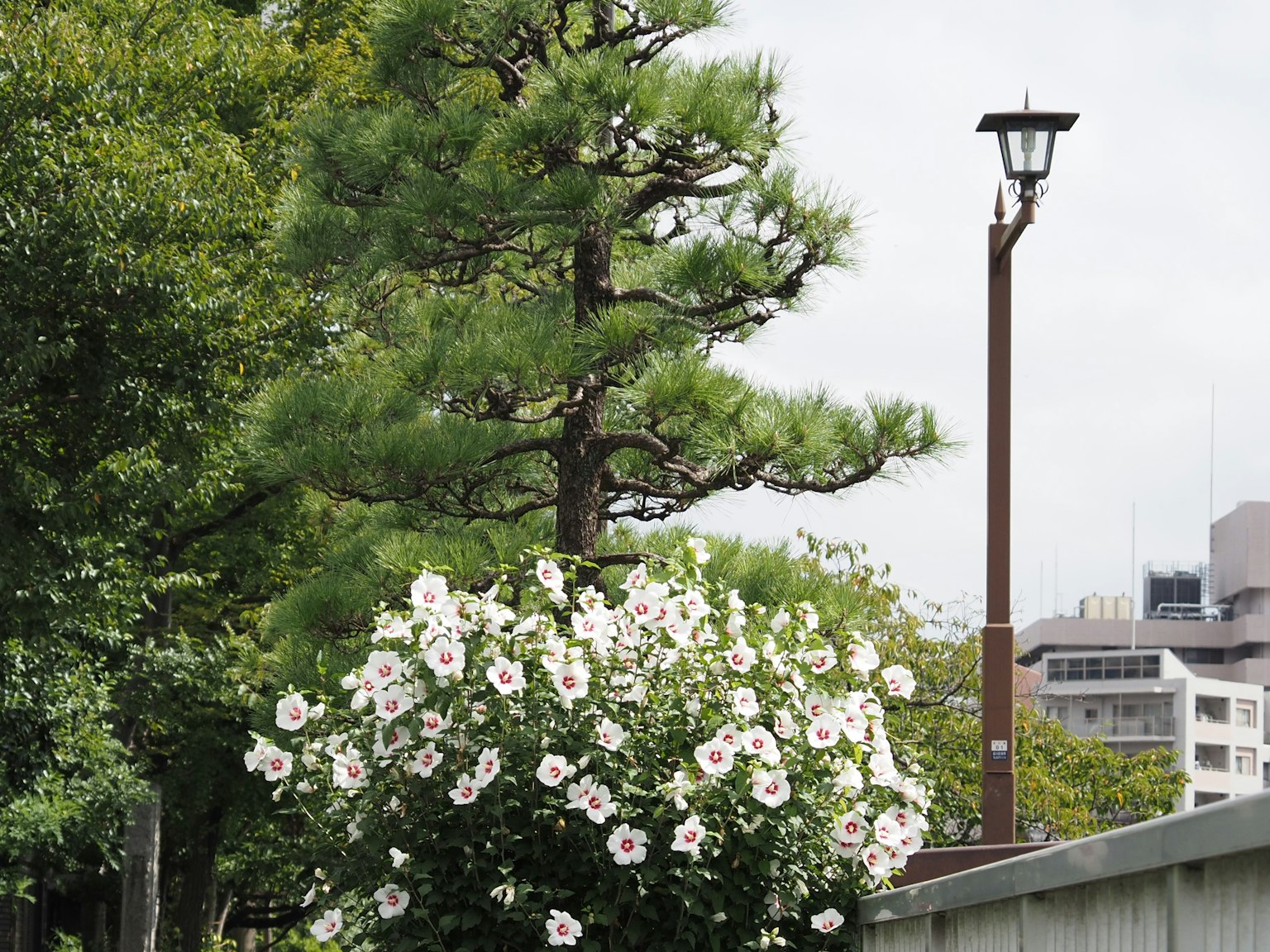 Scène de parc avec un arbre vert et un buisson de fleurs blanches