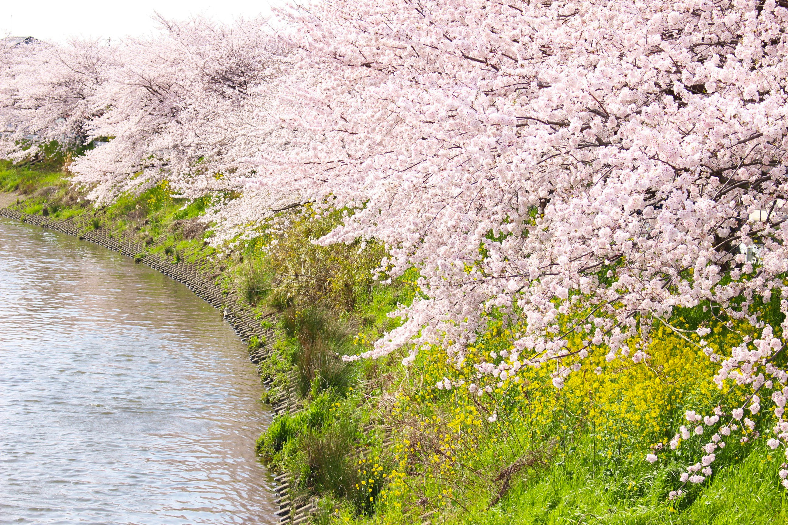 川沿いに咲く満開の桜並木