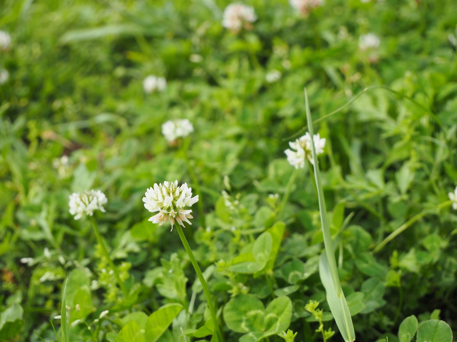 Un campo de hierba verde con flores de trébol blanco en flor