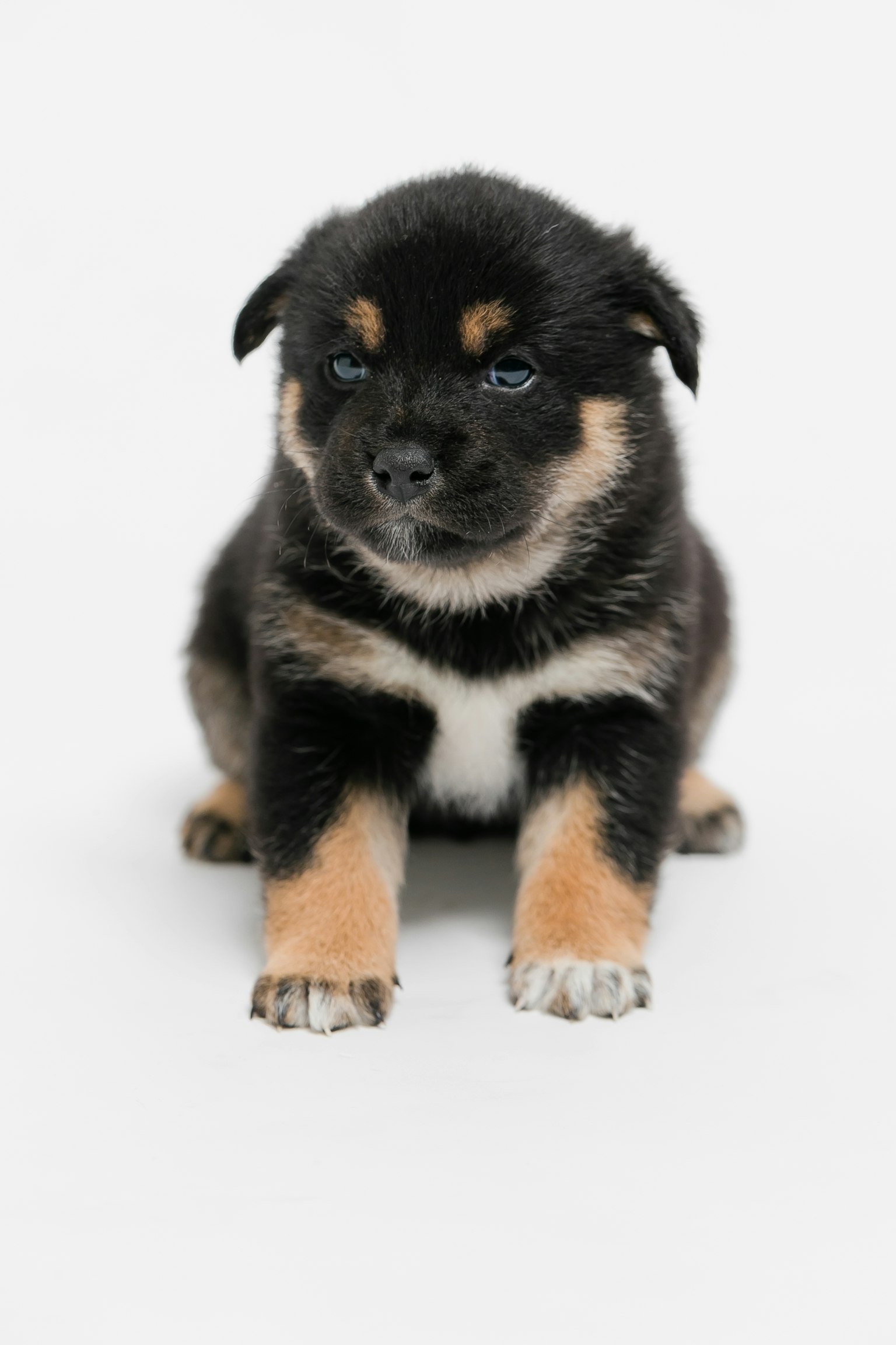 Un cachorro negro y marrón sentado