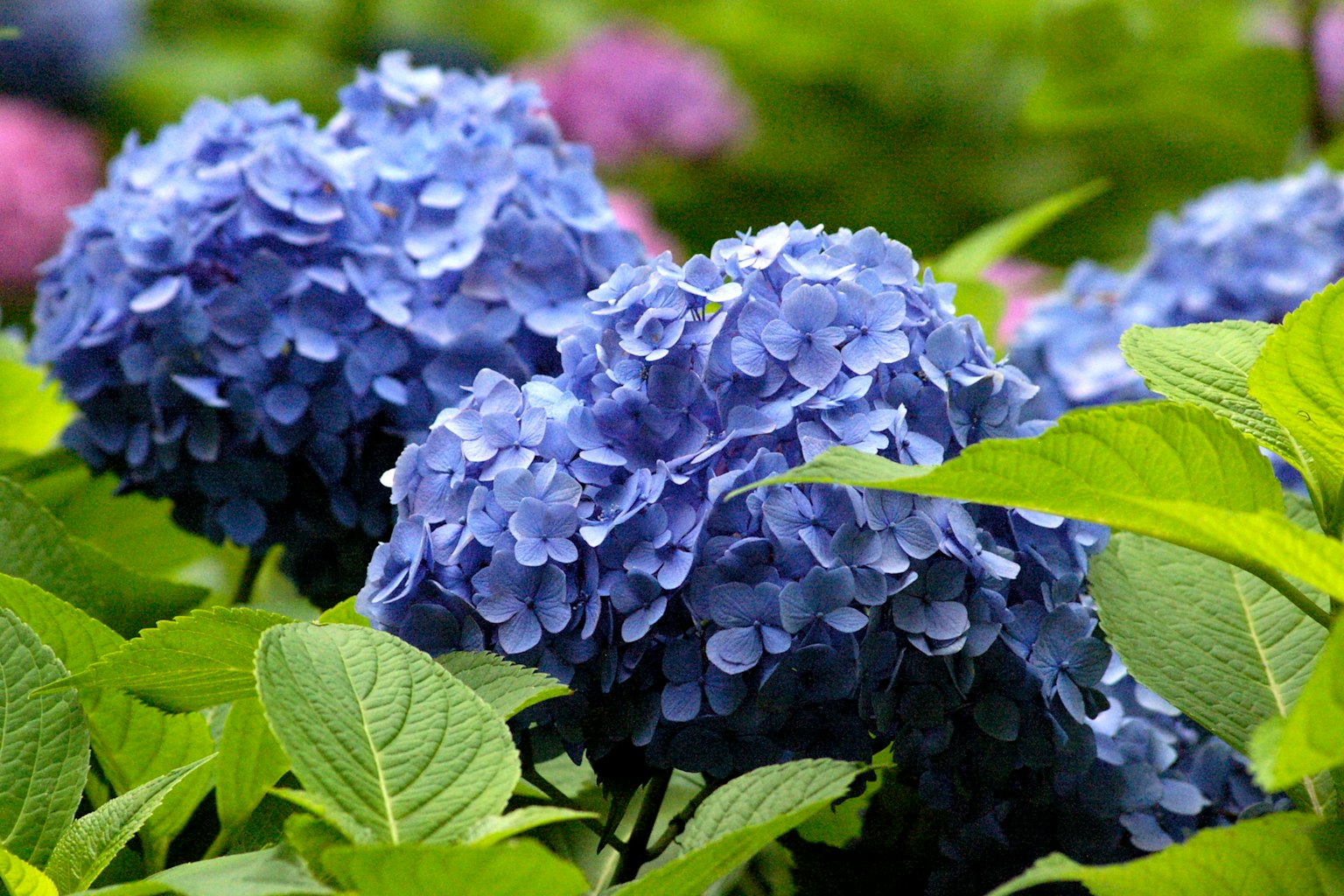 Bunga hidrangea biru dengan daun hijau