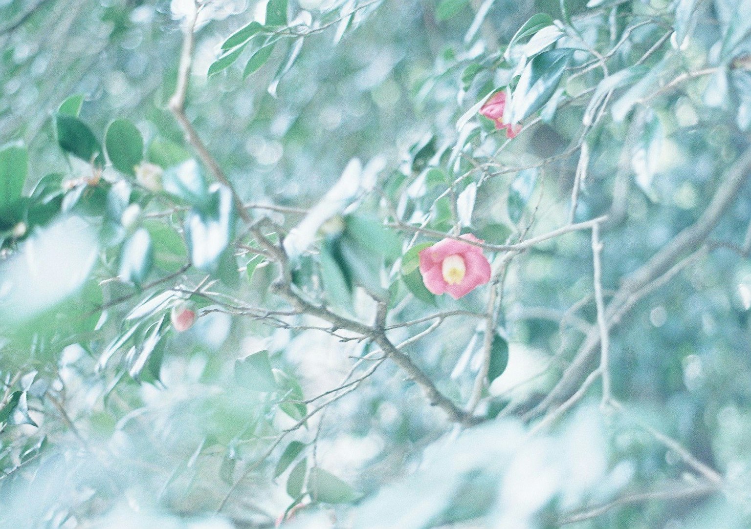 A delicate plant with a red flower blooming among pale green leaves