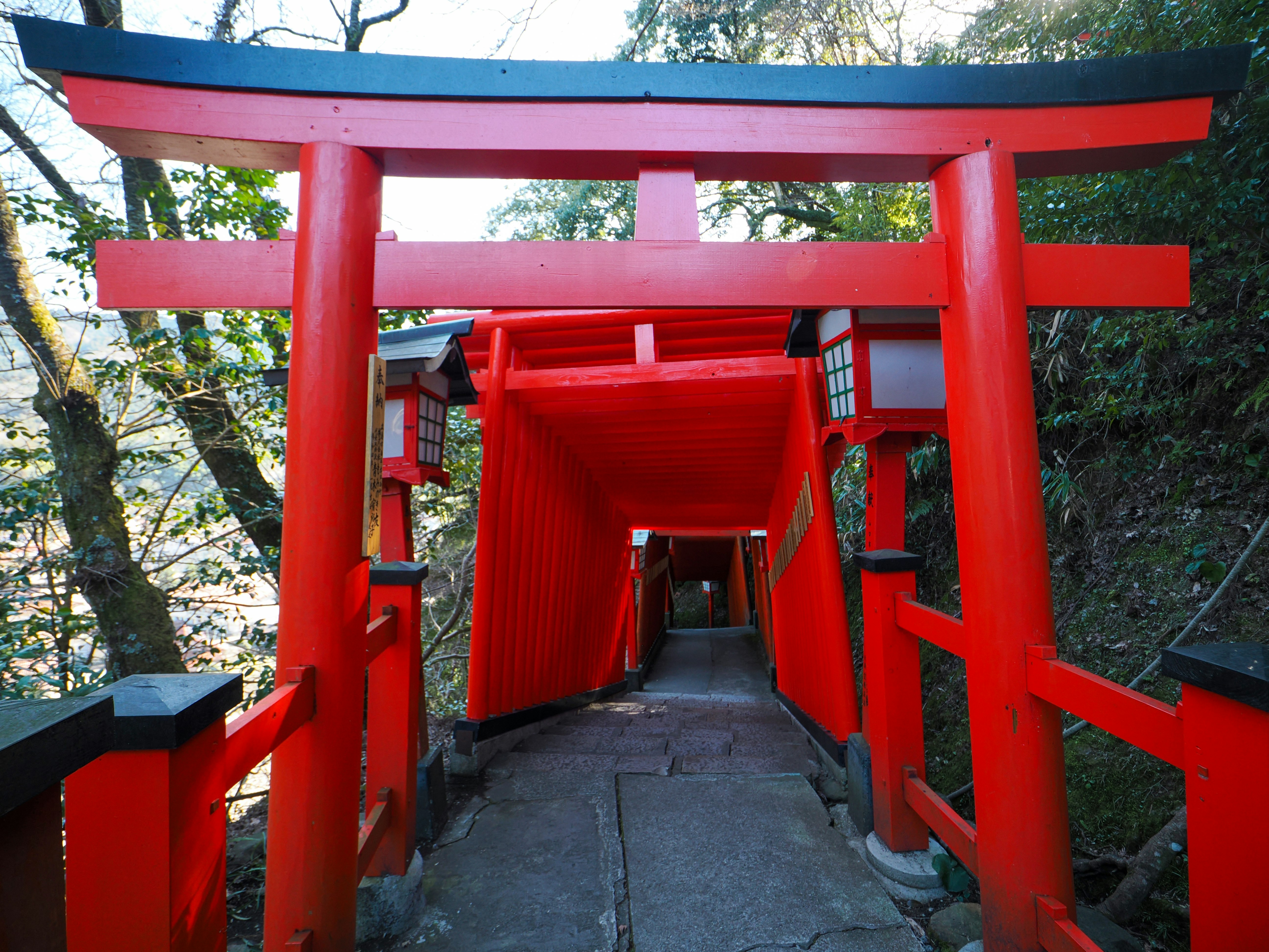 Tunnel of red torii gates leading through a forested area