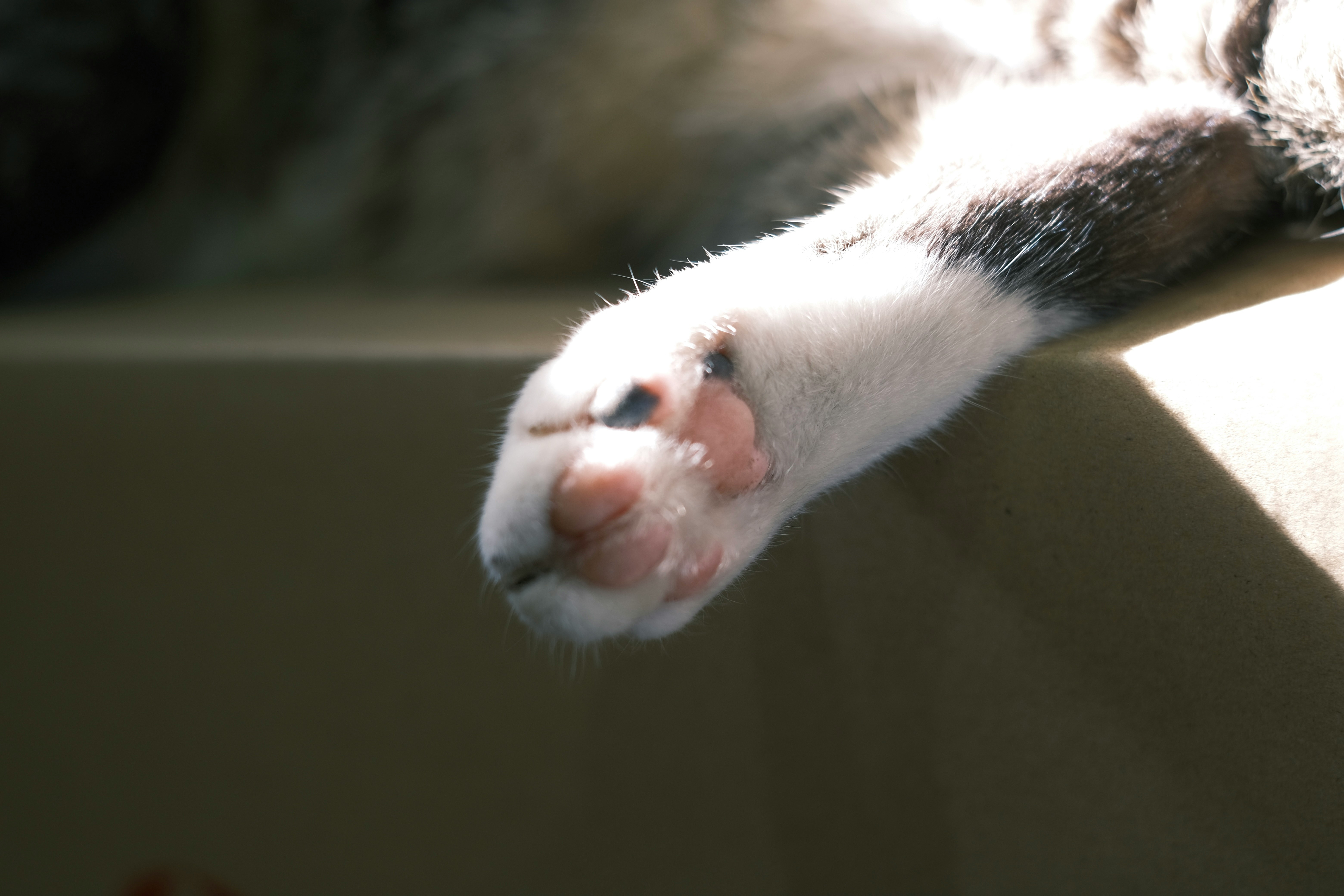 paws of a white-and-black cat stretching in sunlight