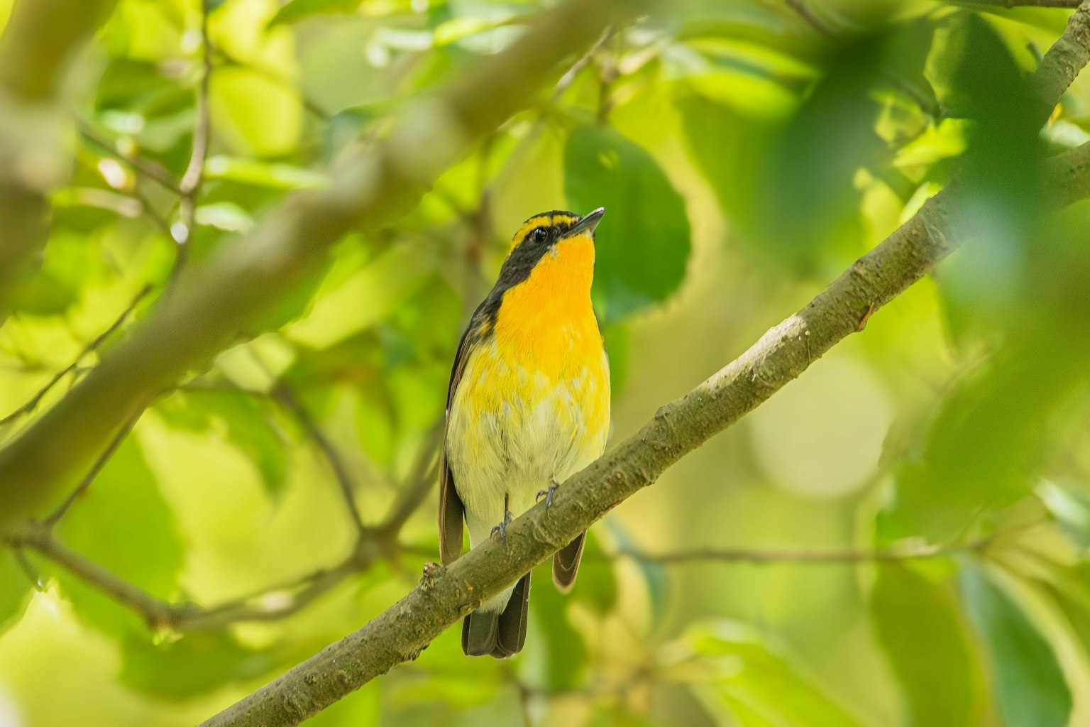 Seekor burung kecil dengan dada kuning bertengger di dahan dengan latar belakang hijau