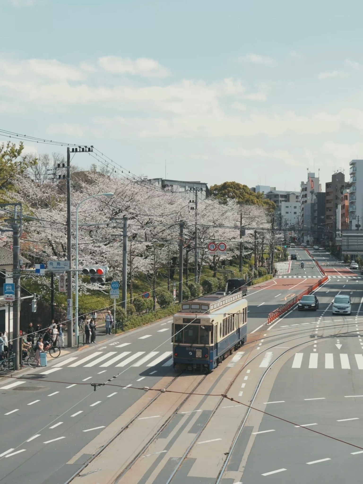 有樱花树和城市建筑的街道上行驶的有轨电车