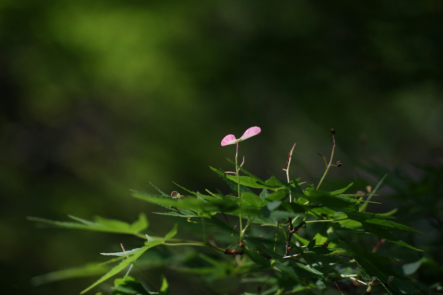 Un fiore rosa che sboccia tra le foglie verdi
