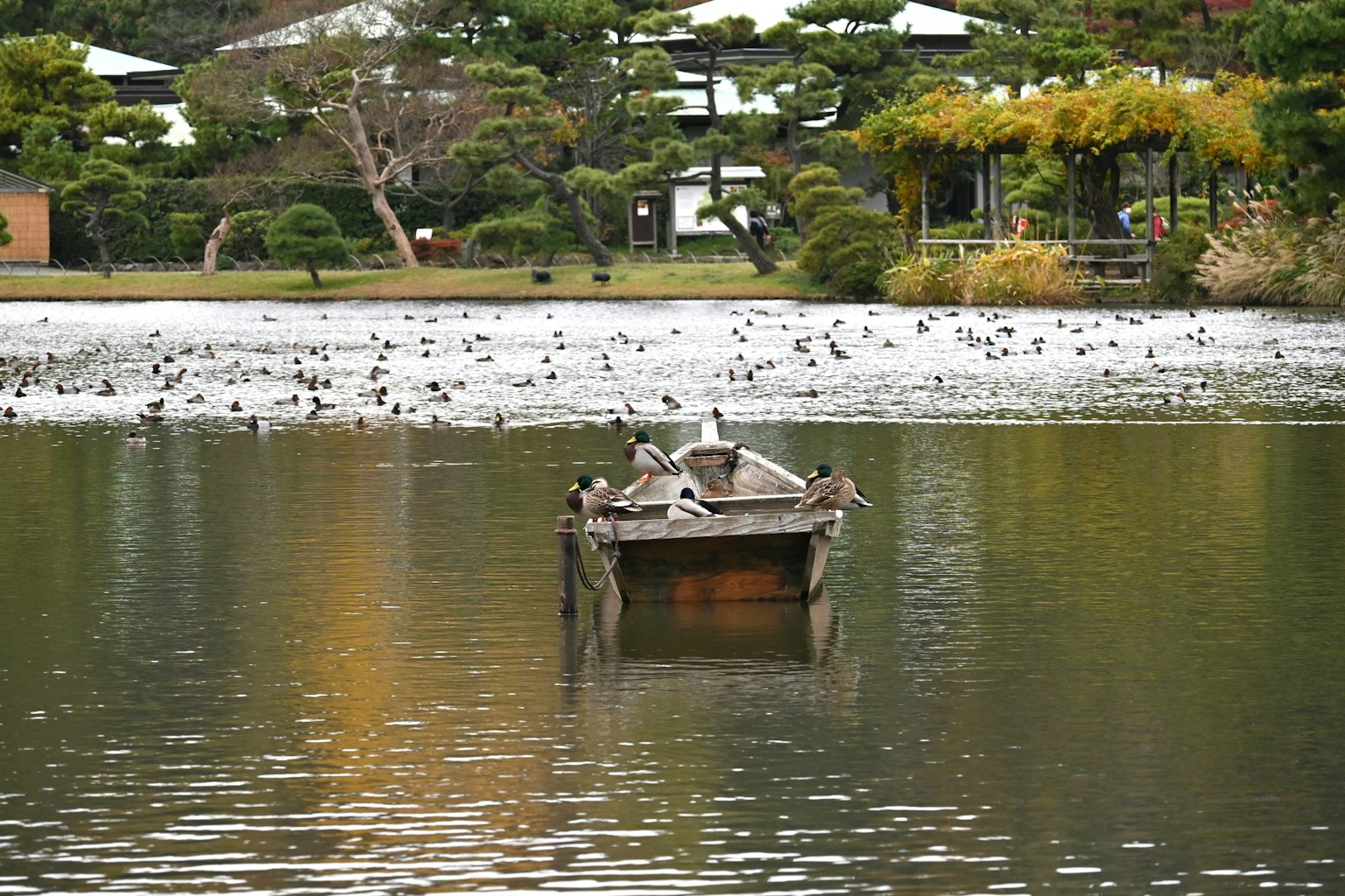一只小木船漂浮在宁静的湖面上，四周环绕着自然