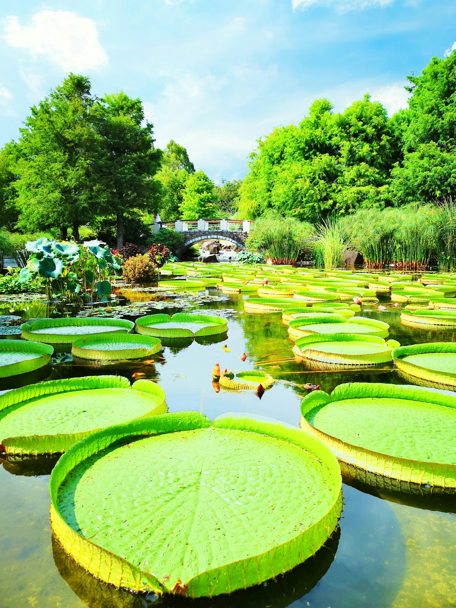 Landscape with green water lilies and blue sky bridge in the distance