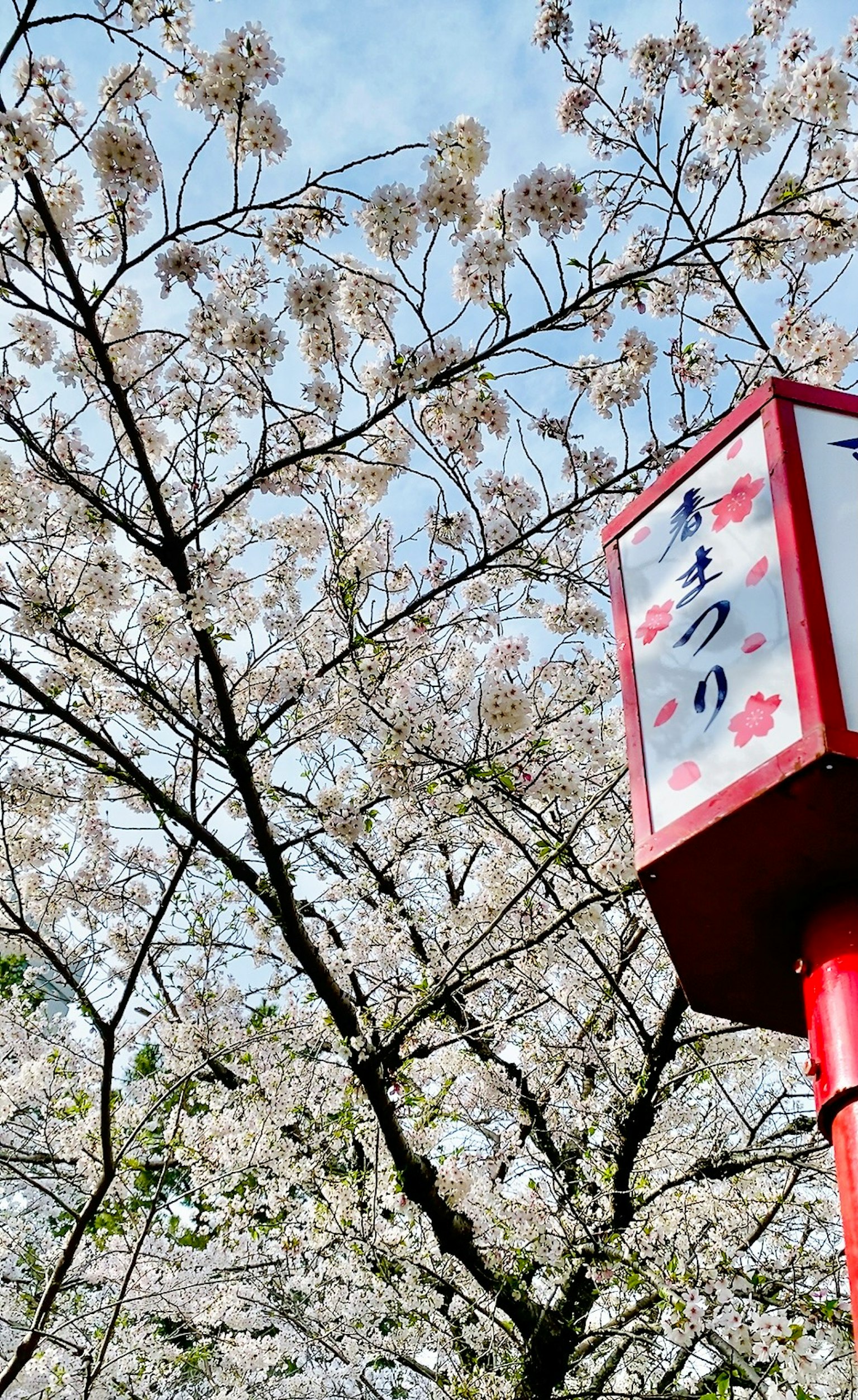 Photo of a cherry blossom tree with a red lantern