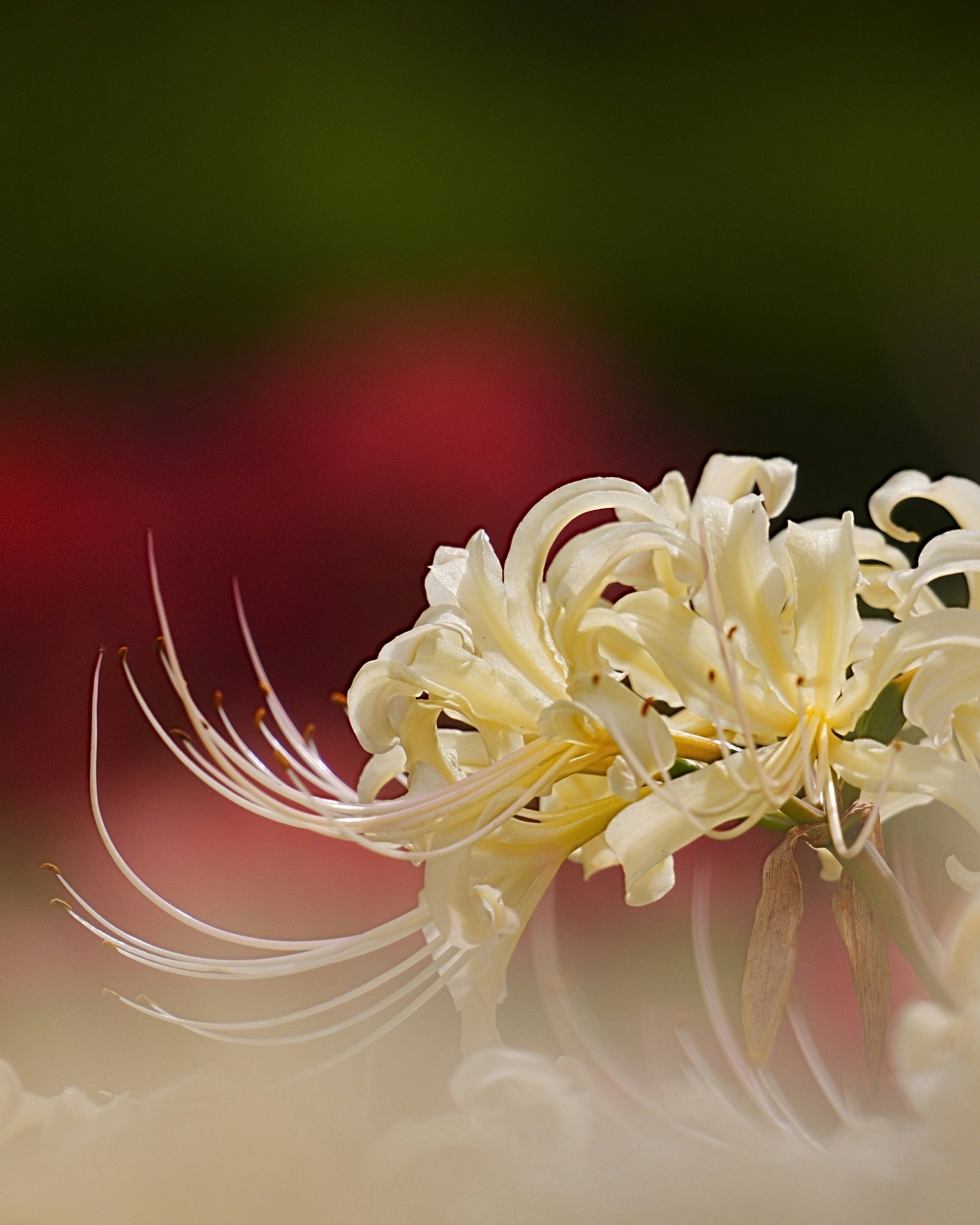 白い彼岸花が咲くさくらの園の花壇