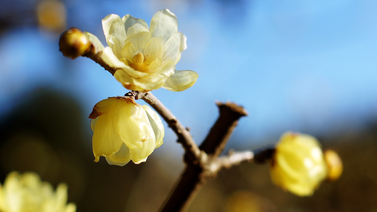 Flores amarillas de wintersweet floreciendo bajo un cielo azul