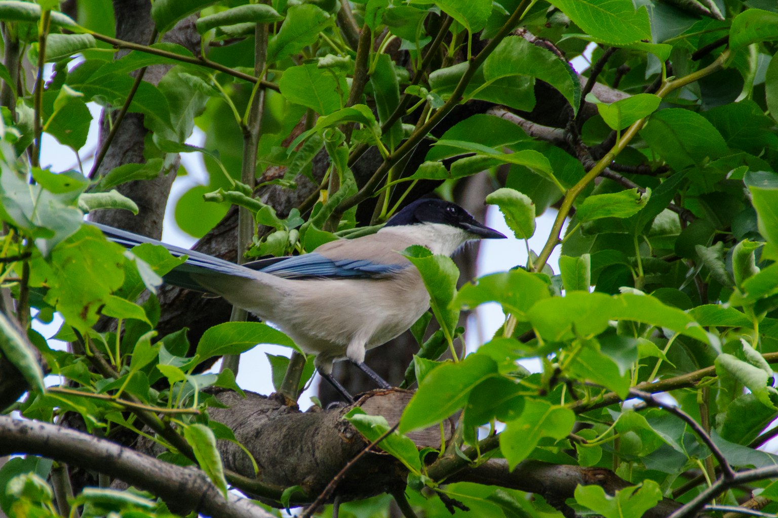 Oiseau aux ailes bleues perché parmi des feuilles vertes