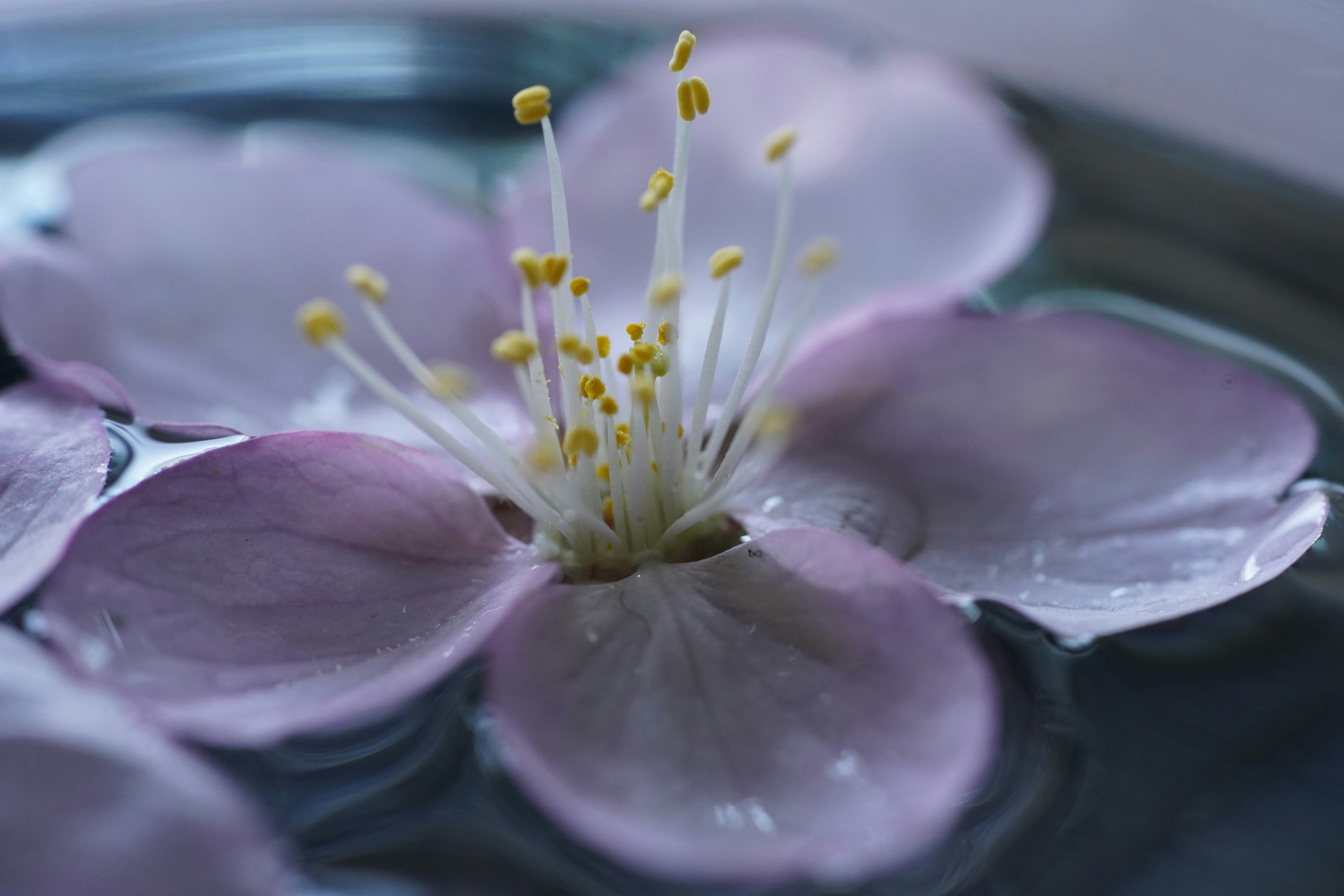 Gros plan de pétales violets et d’un cœur de fleur jaune