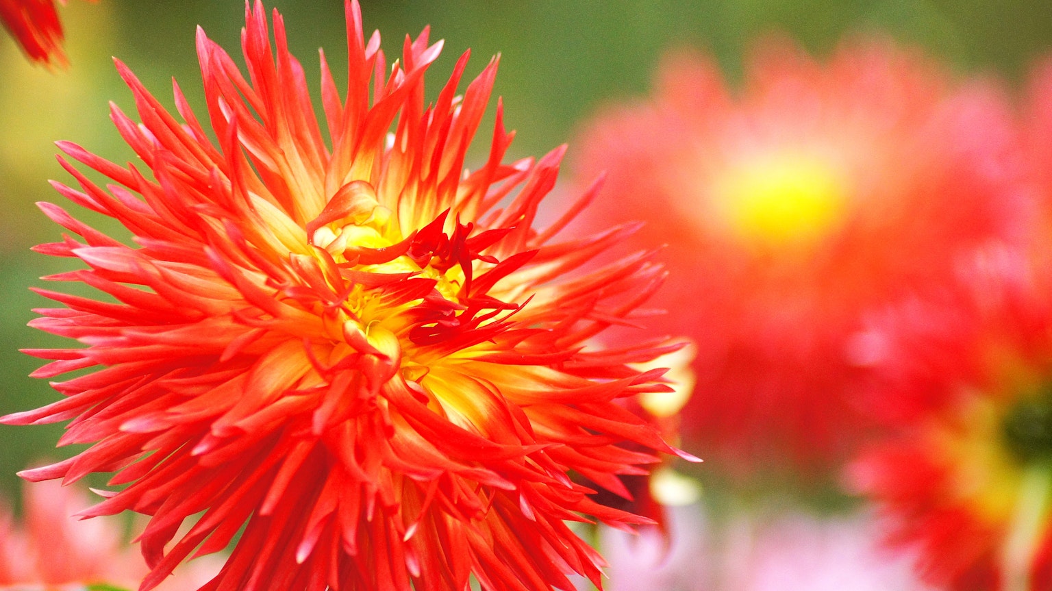Primo piano di un fiore rosso e giallo vibrante con petali spinosi