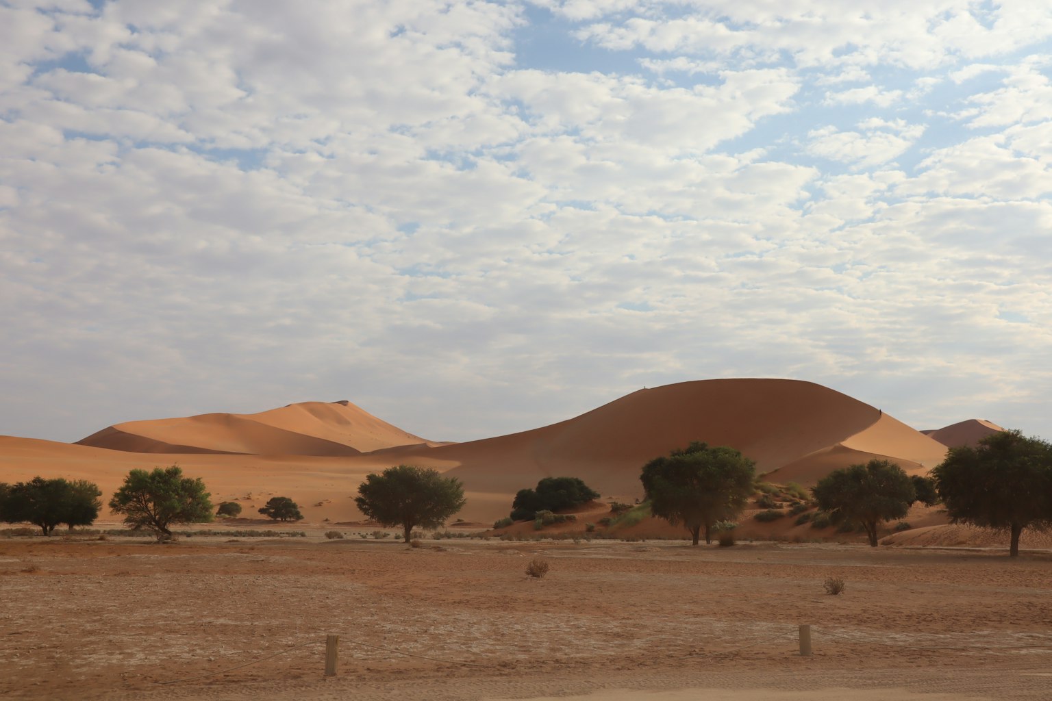 Paesaggio con dune di sabbia e alberi diradati in una regione secca