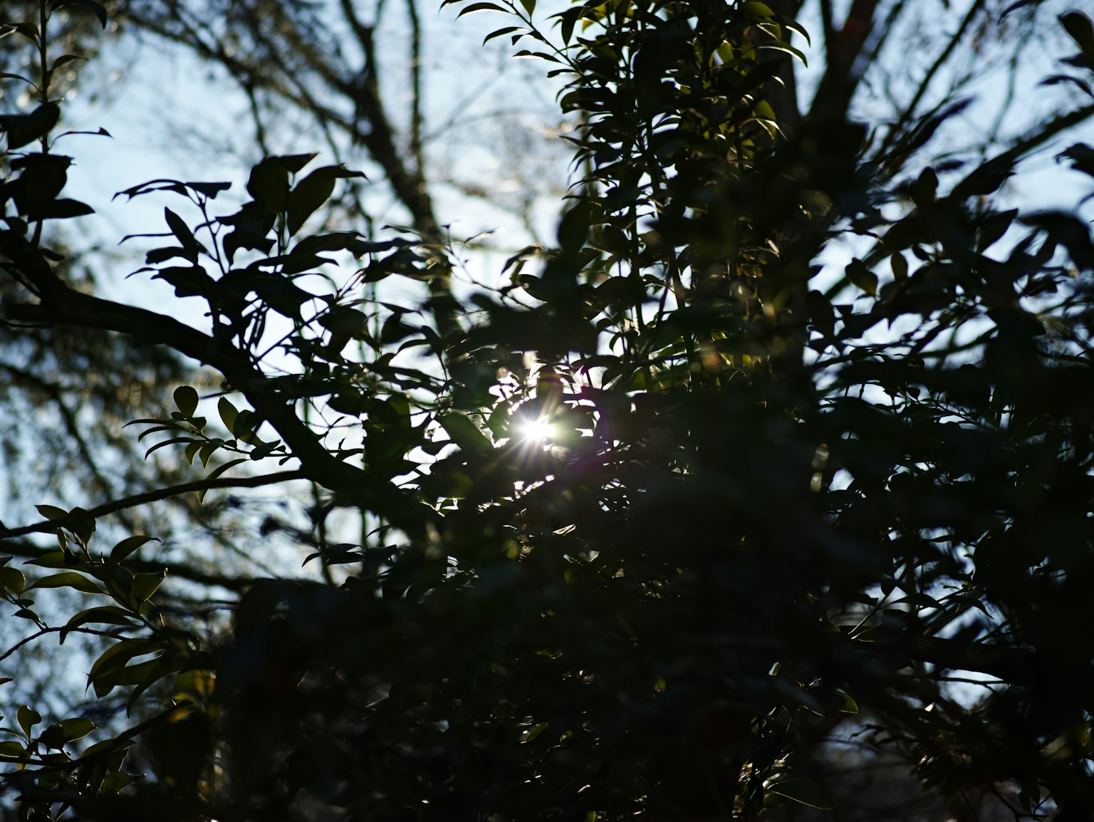 Luce solare che filtra tra le foglie degli alberi creando silhouette