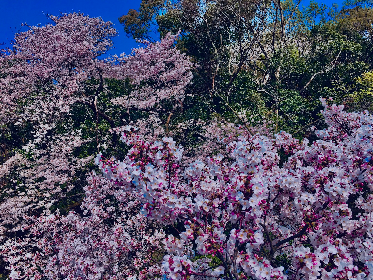 Alberi di ciliegio in fiore con fiori rosa vivaci contro un cielo blu chiaro