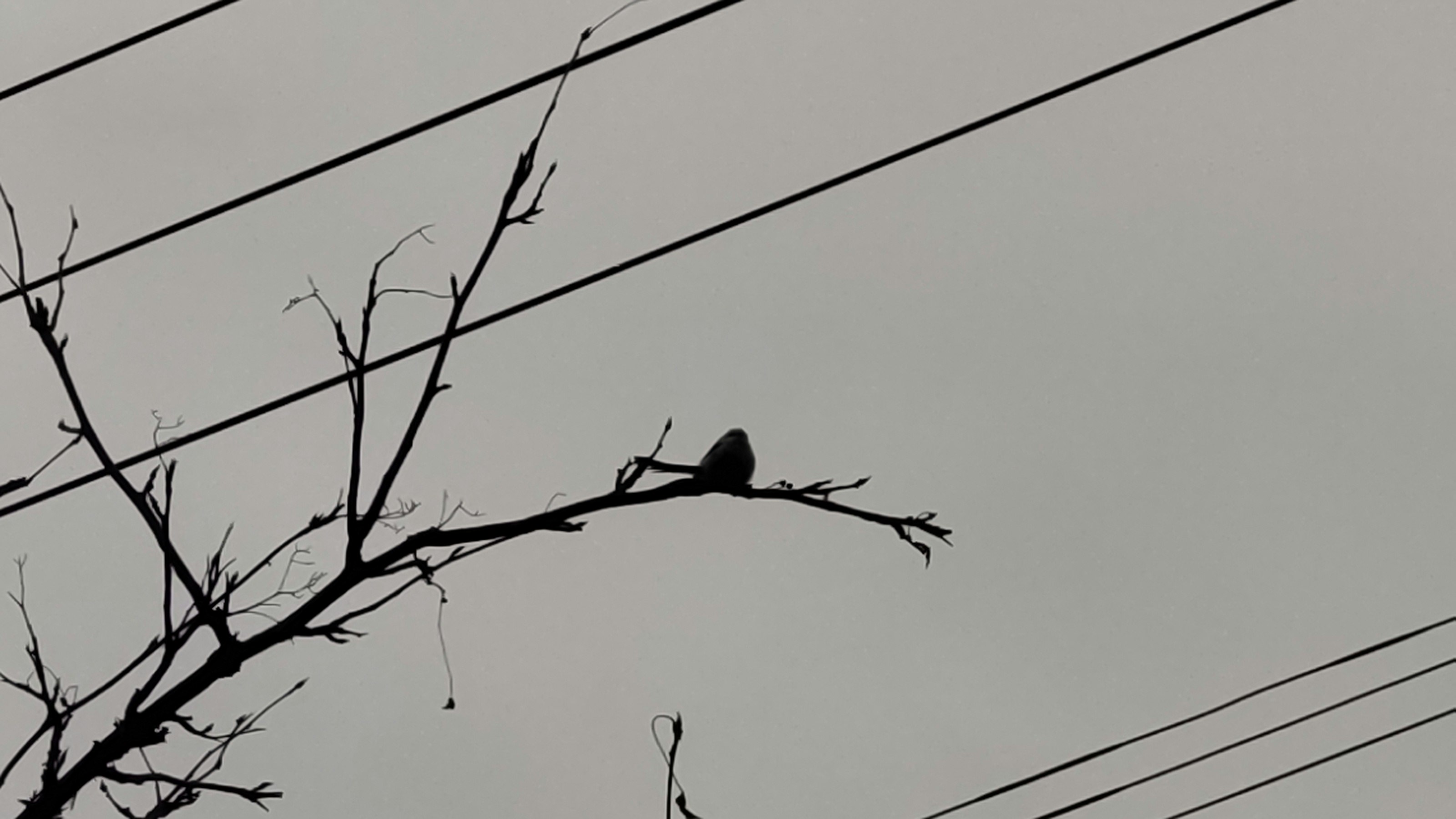 灰色の空の下にある枝に止まる鳥のシルエット