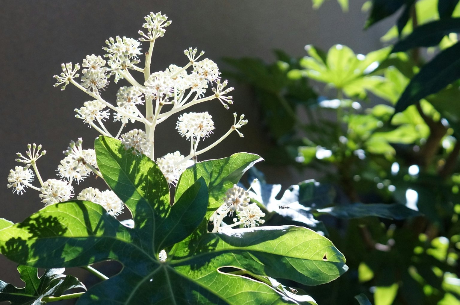 Gros plan d'une plante avec des feuilles vertes et des fleurs blanches