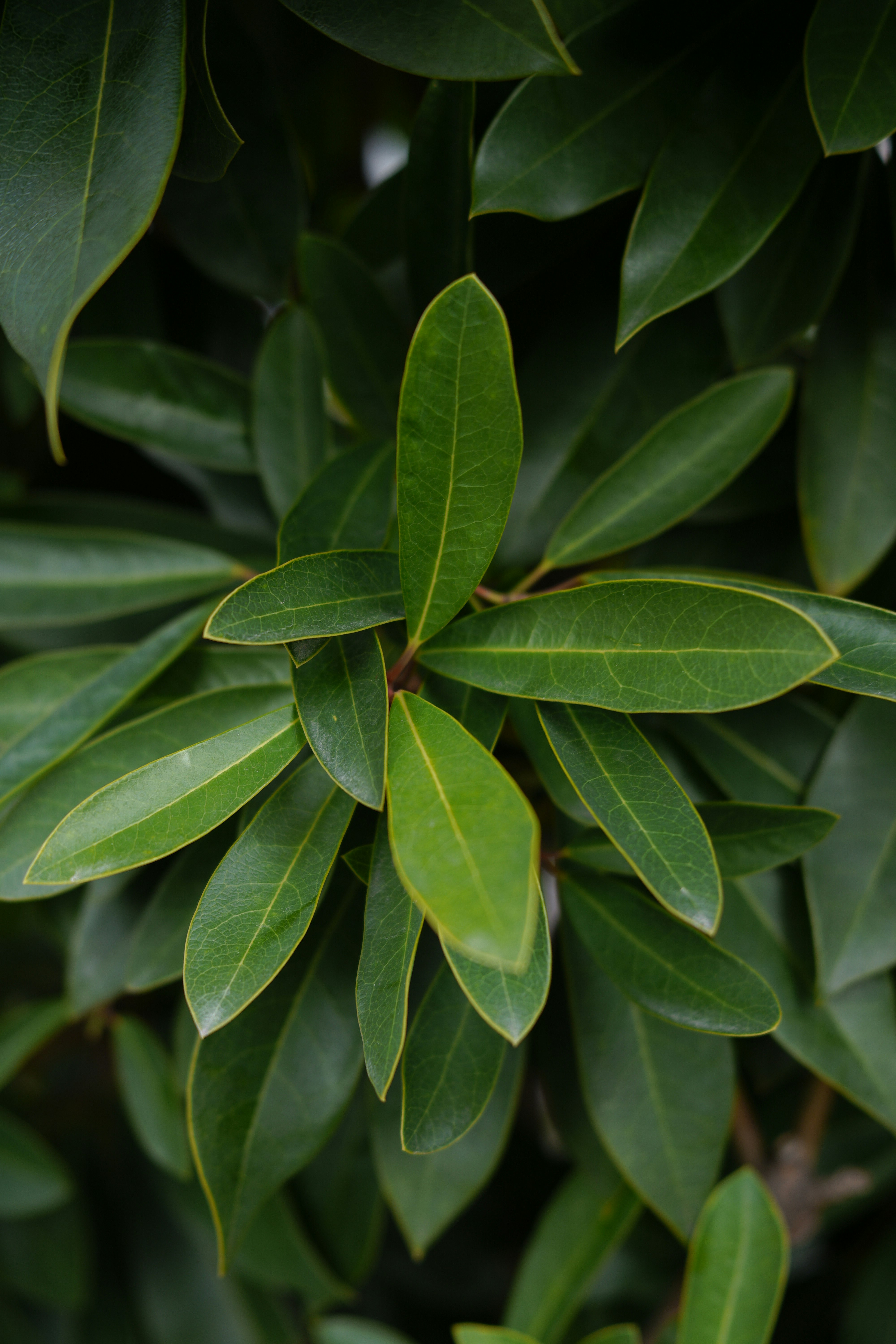 Gros plan de feuilles de plante persistante superposées en vert foncé