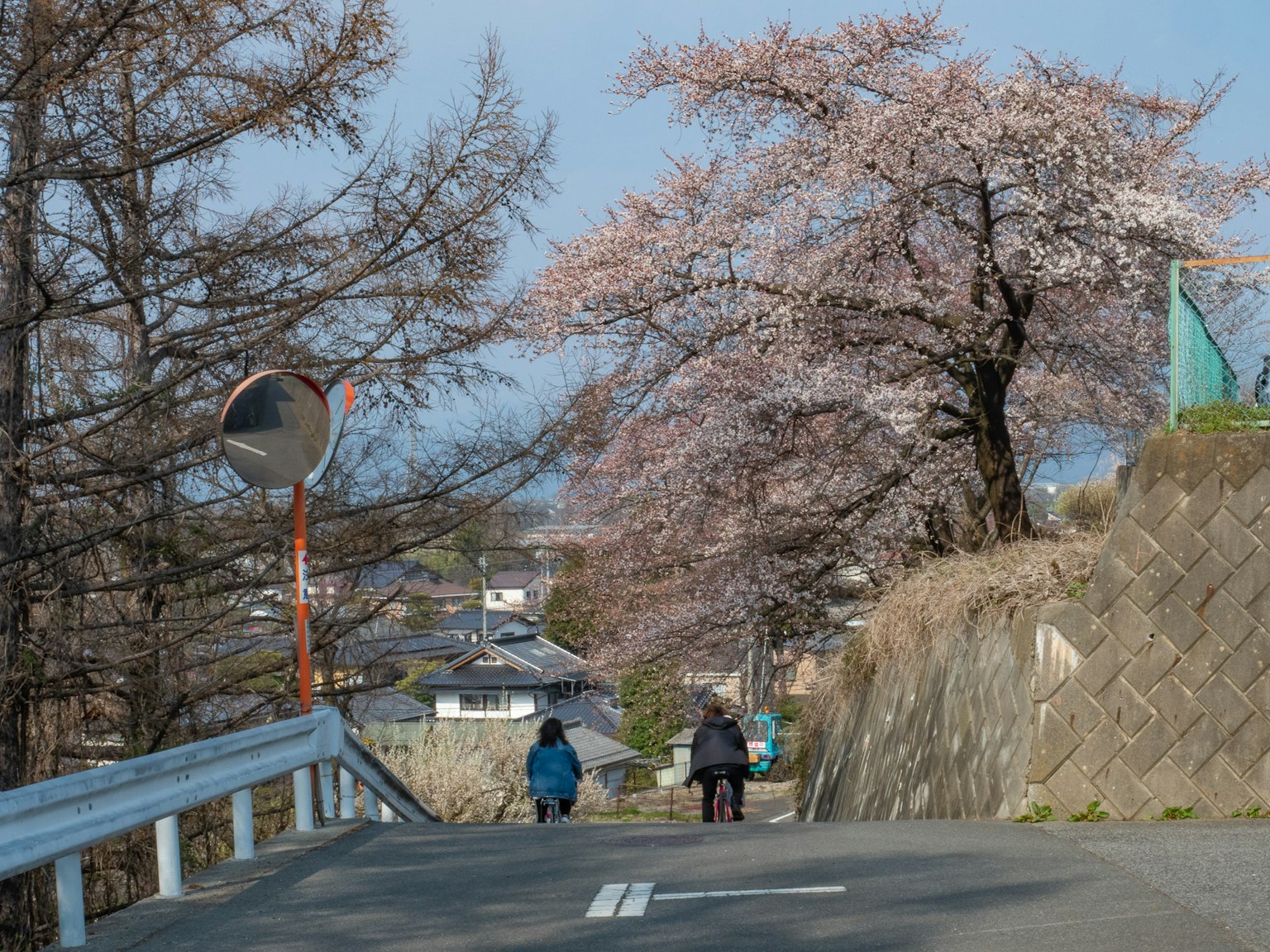 Menschen, die auf einer Straße mit blühenden Kirschbäumen spazieren