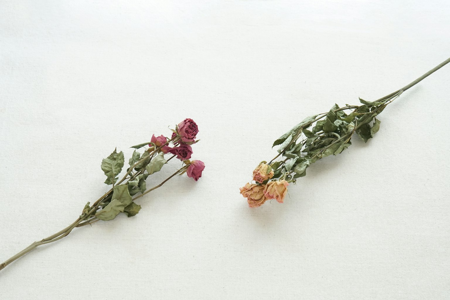 Two dried roses placed on a white background