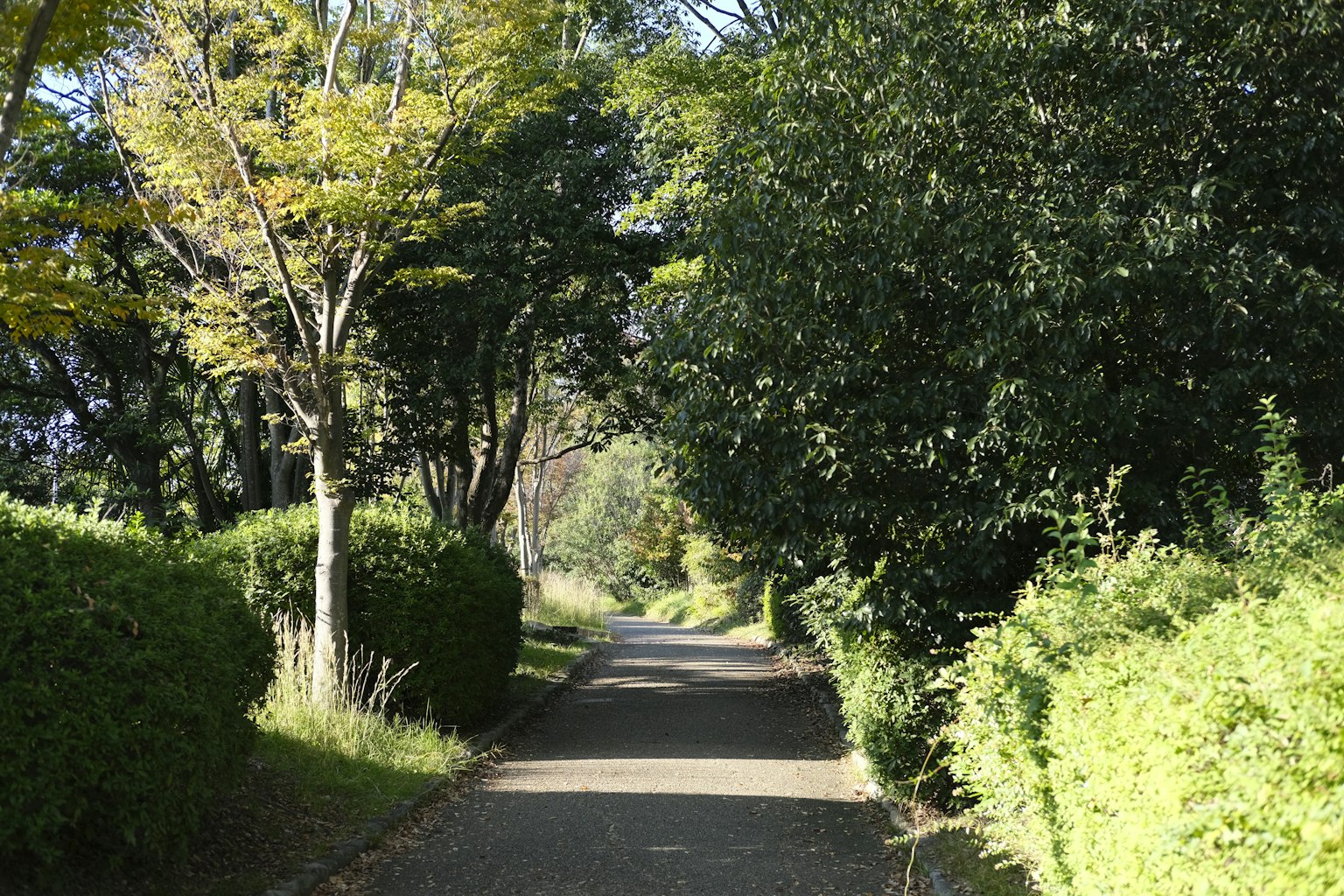 A quiet pathway surrounded by lush greenery