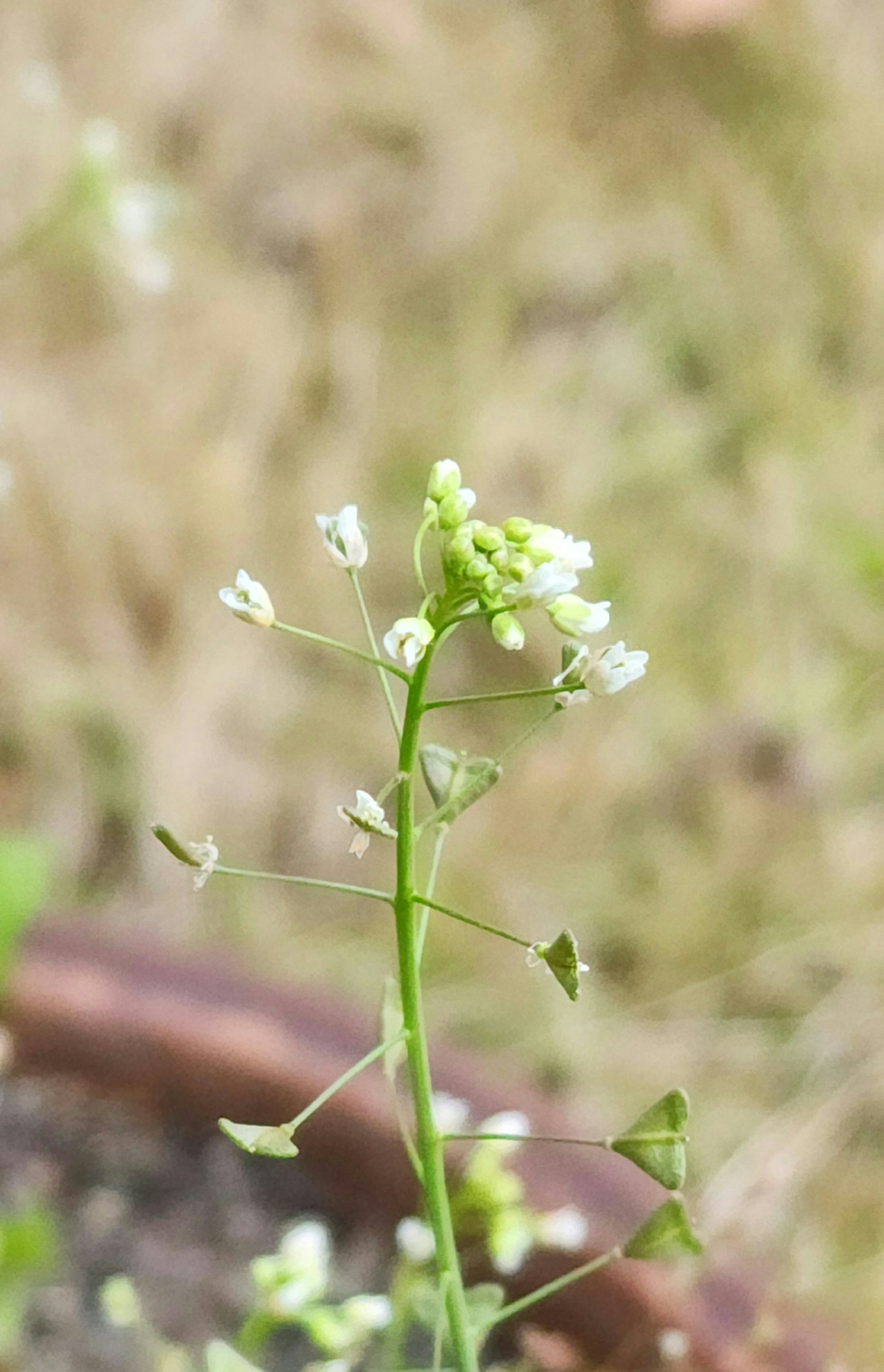 Gros plan d'une plante avec tige verte et petites fleurs blanches