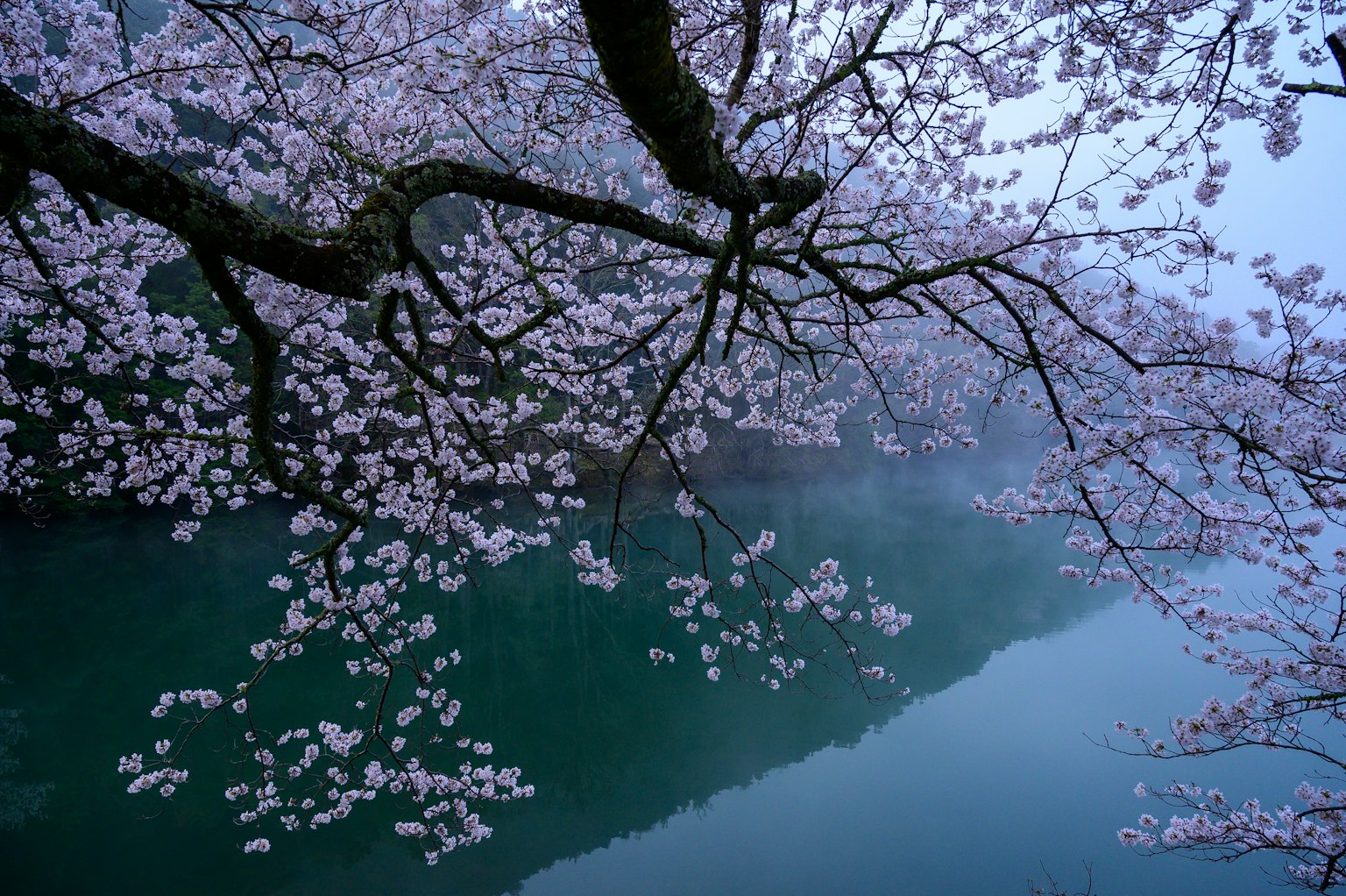 Kirschblüten im Nebel mit ruhiger Wasseroberfläche
