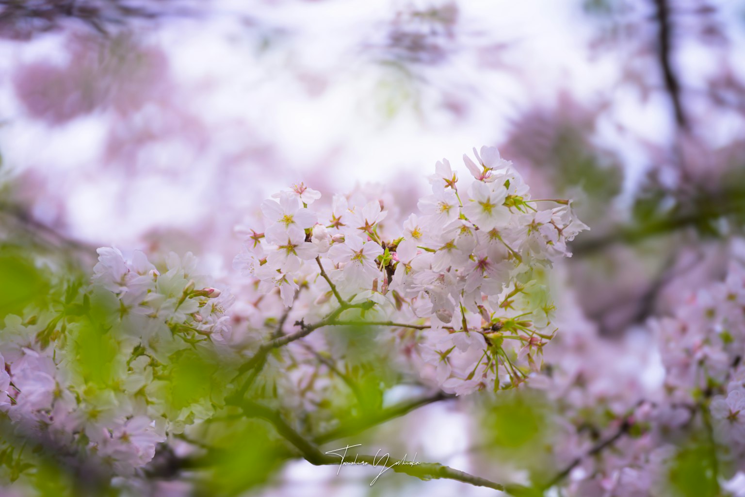 Gros plan de fleurs de cerisier sur des branches pétales roses doux et feuilles vertes