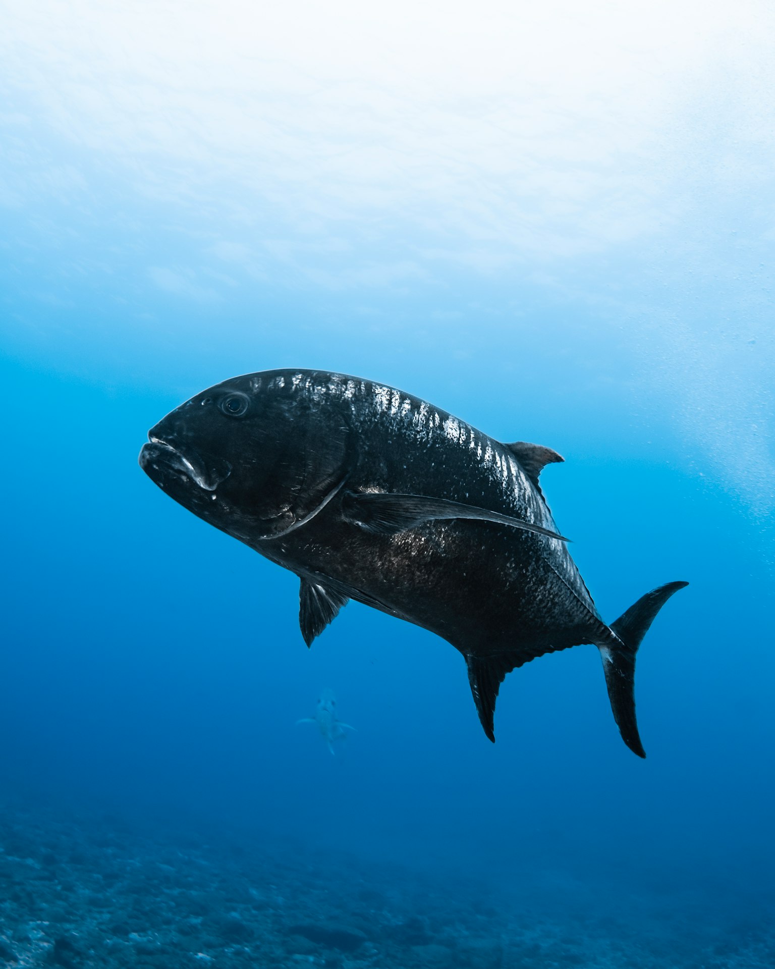 Grande pesce che nuota sott'acqua con sfondo blu