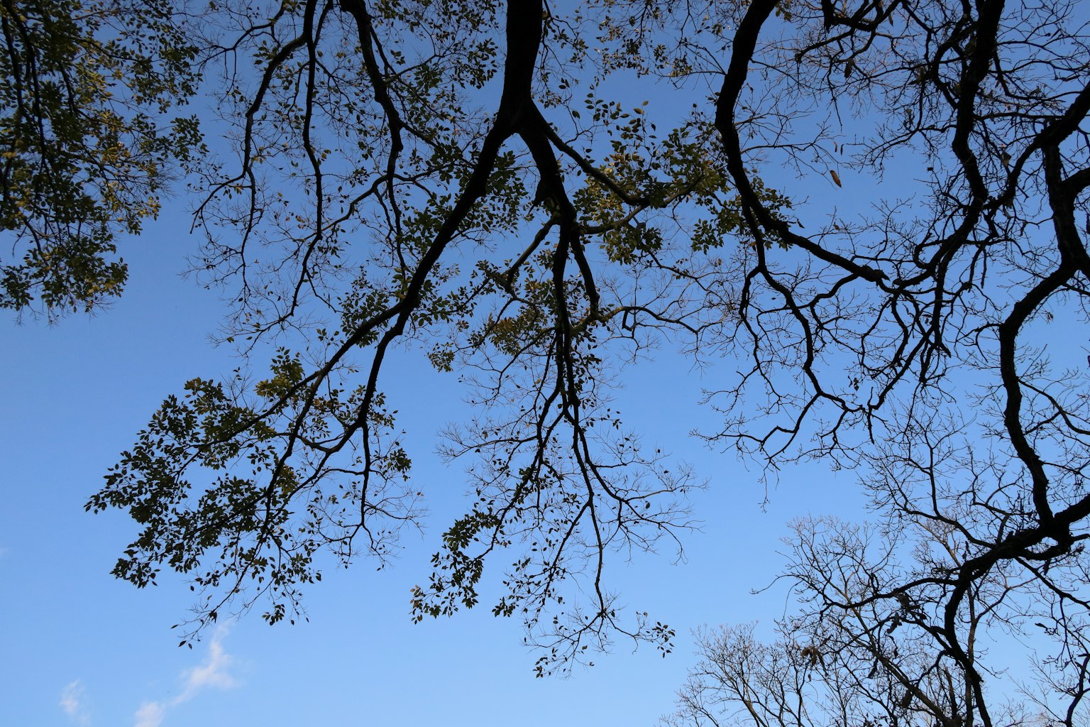 Silhouette von Baumästen und Blättern vor blauem Himmel