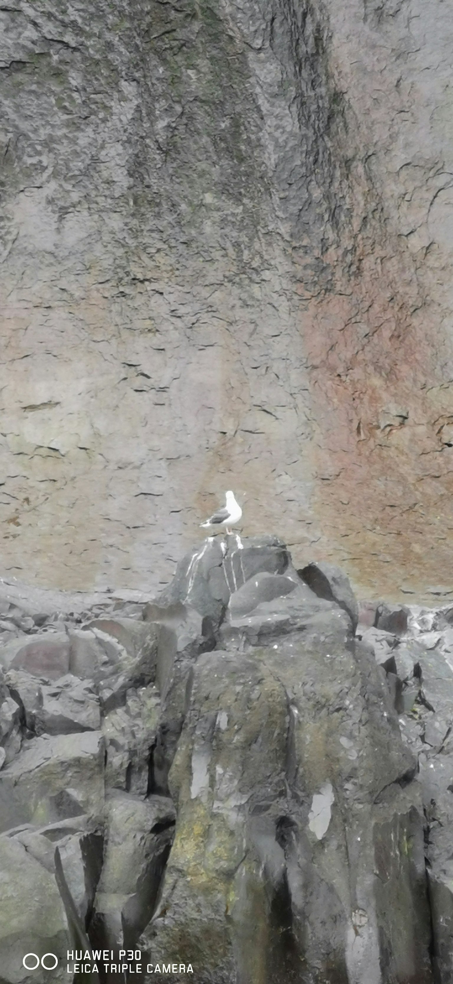 Ein weißer Vogel steht auf einem Felsen vor einer strukturierten Klippe im Hintergrund