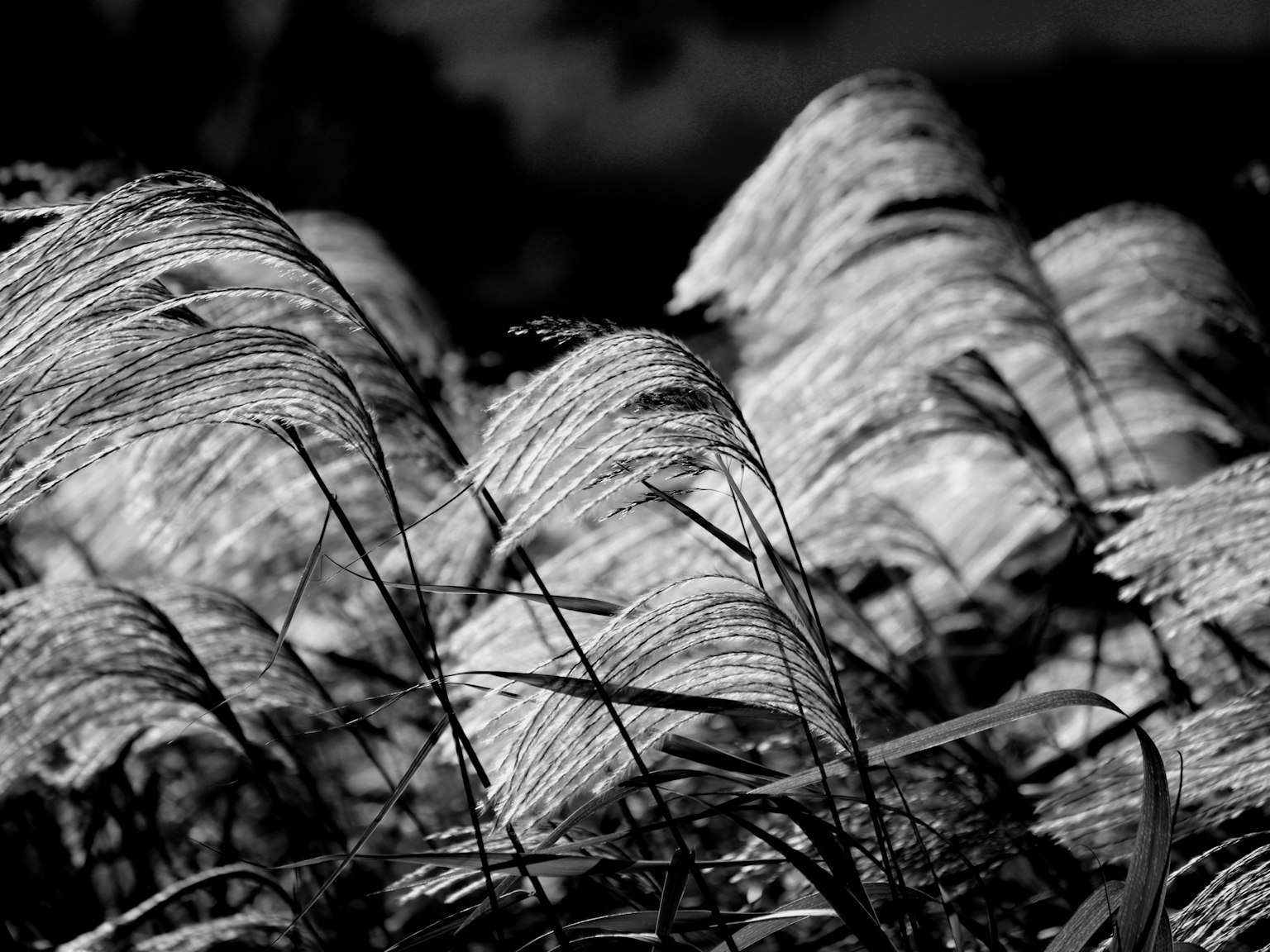 Un grupo de juncos moviéndose con el viento en blanco y negro