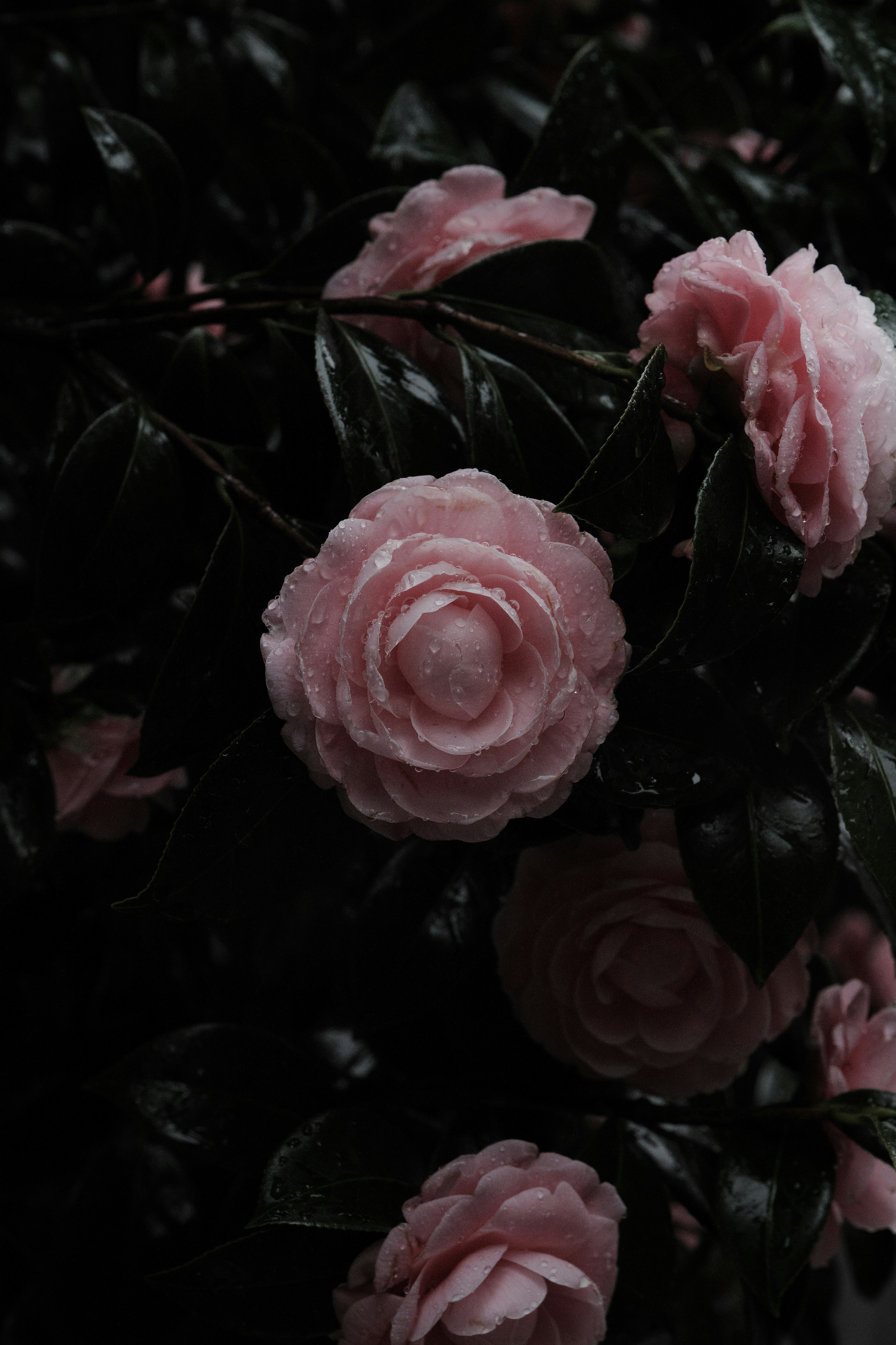 暗い背景に咲くピンクの椿の花と葉