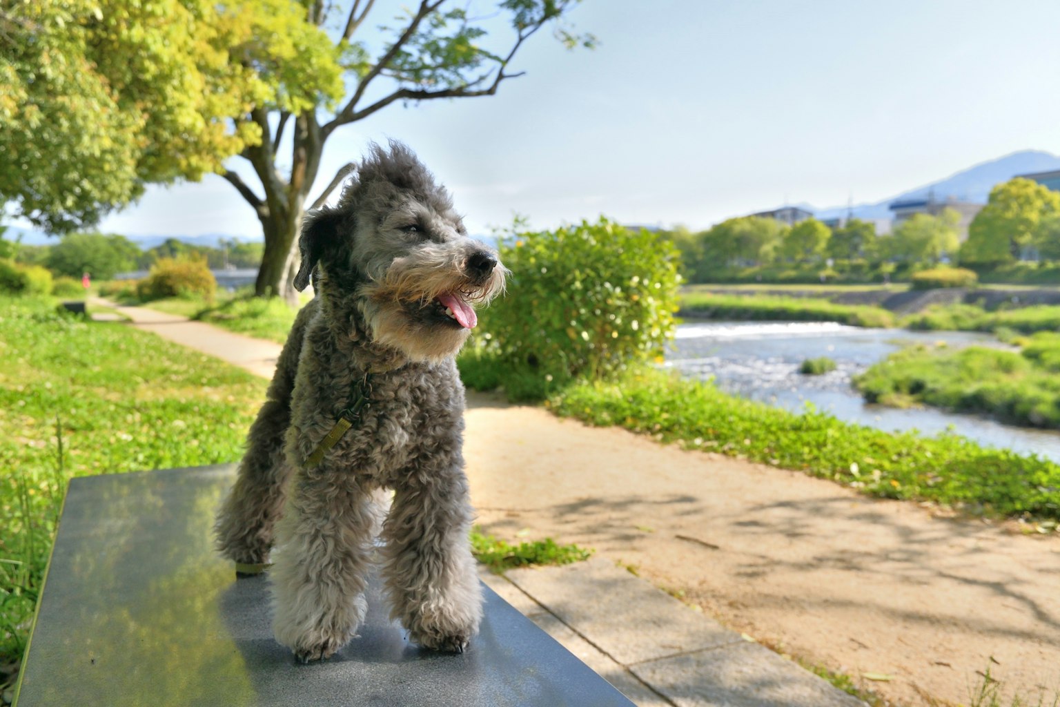 Cane in piedi vicino al fiume con alberi verdi e cielo azzurro sullo sfondo