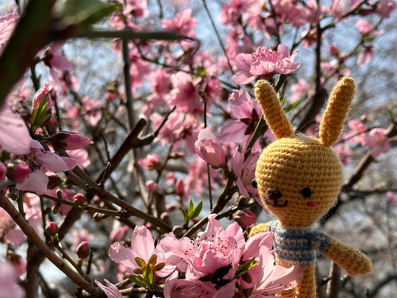 Jouet en crochet de lapin jaune parmi des cerisiers en fleurs roses