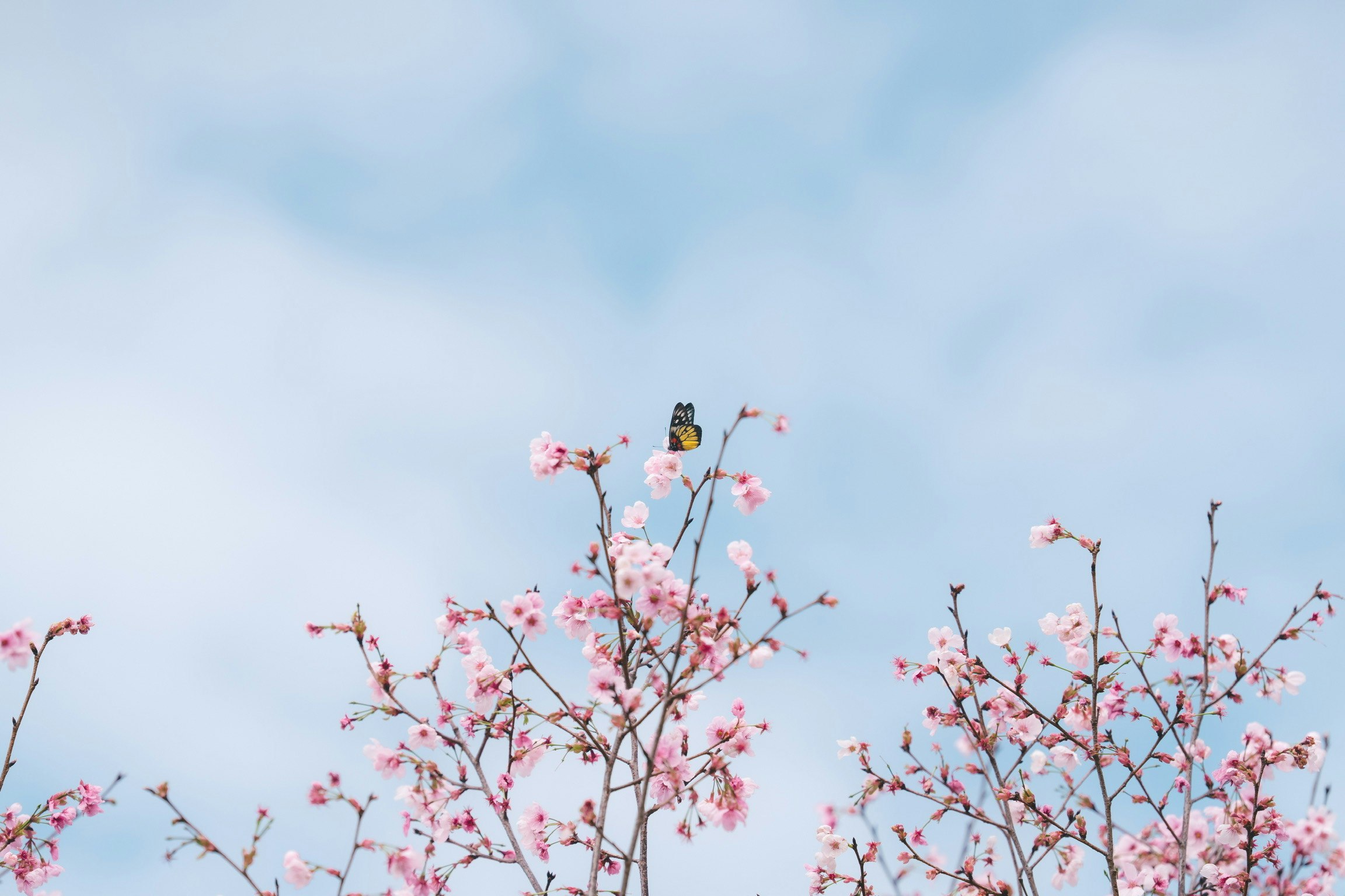 桜の花の上にいる小鳥と青い空