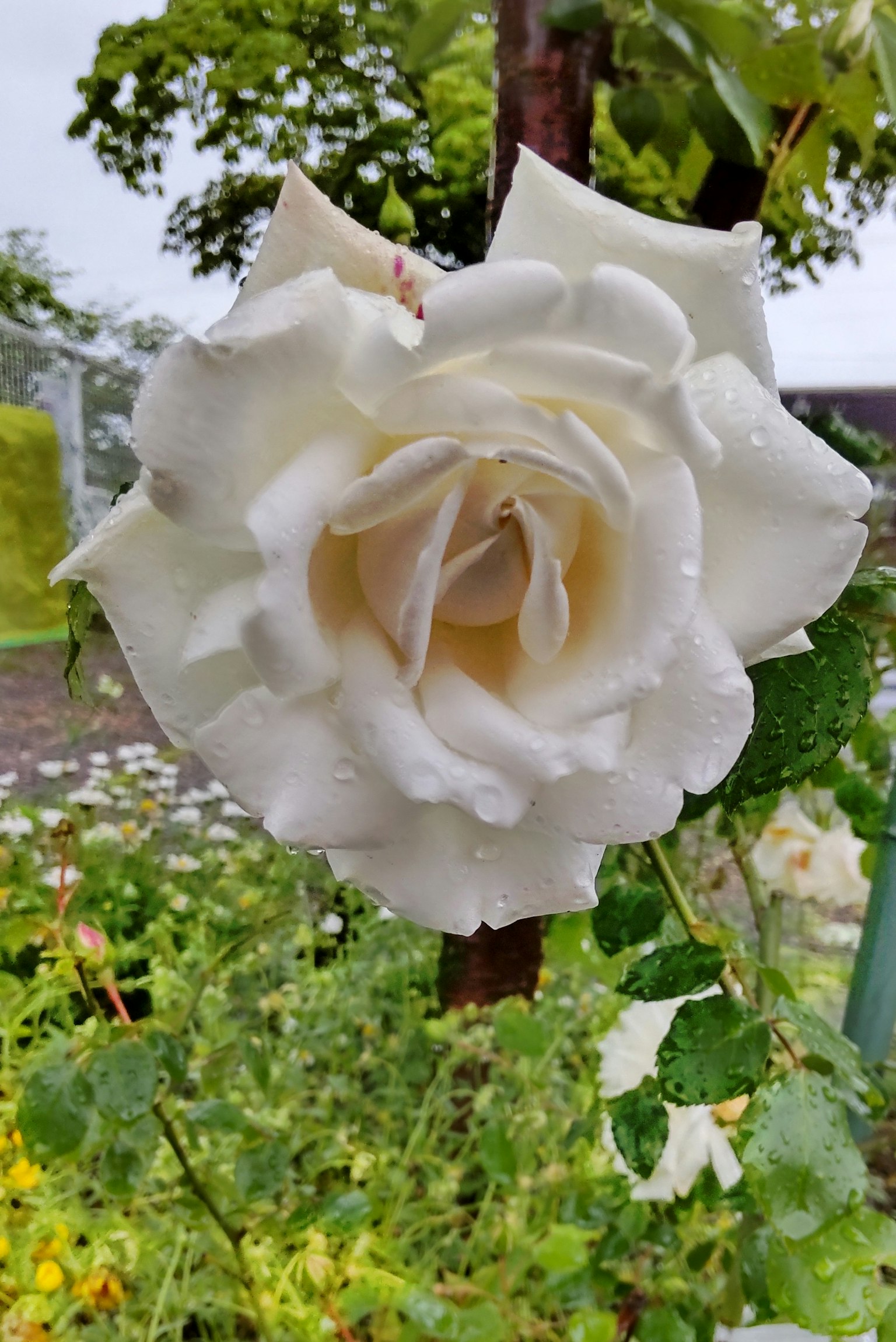 A white rose with dew on its petals