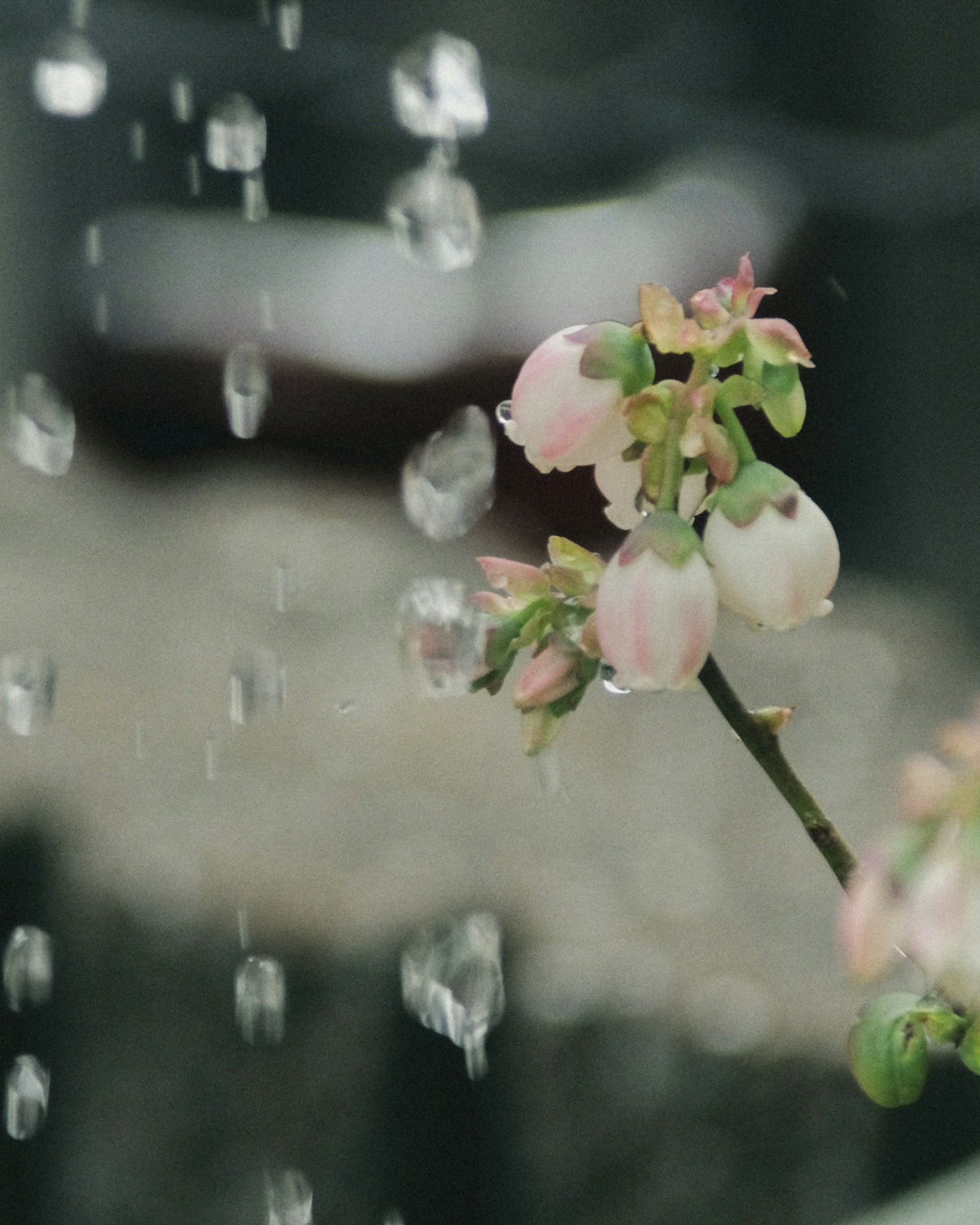 雨中蓝莓花的枝条 水滴落在花瓣上