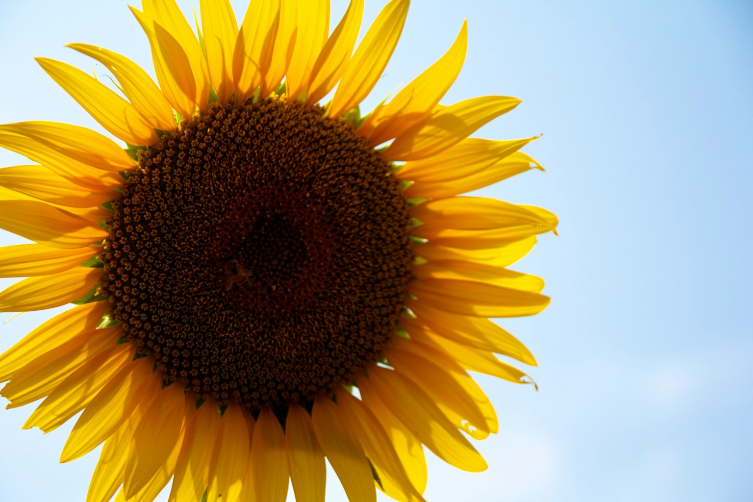 Cận cảnh hoa hướng dương lớn trên nền trời xanh