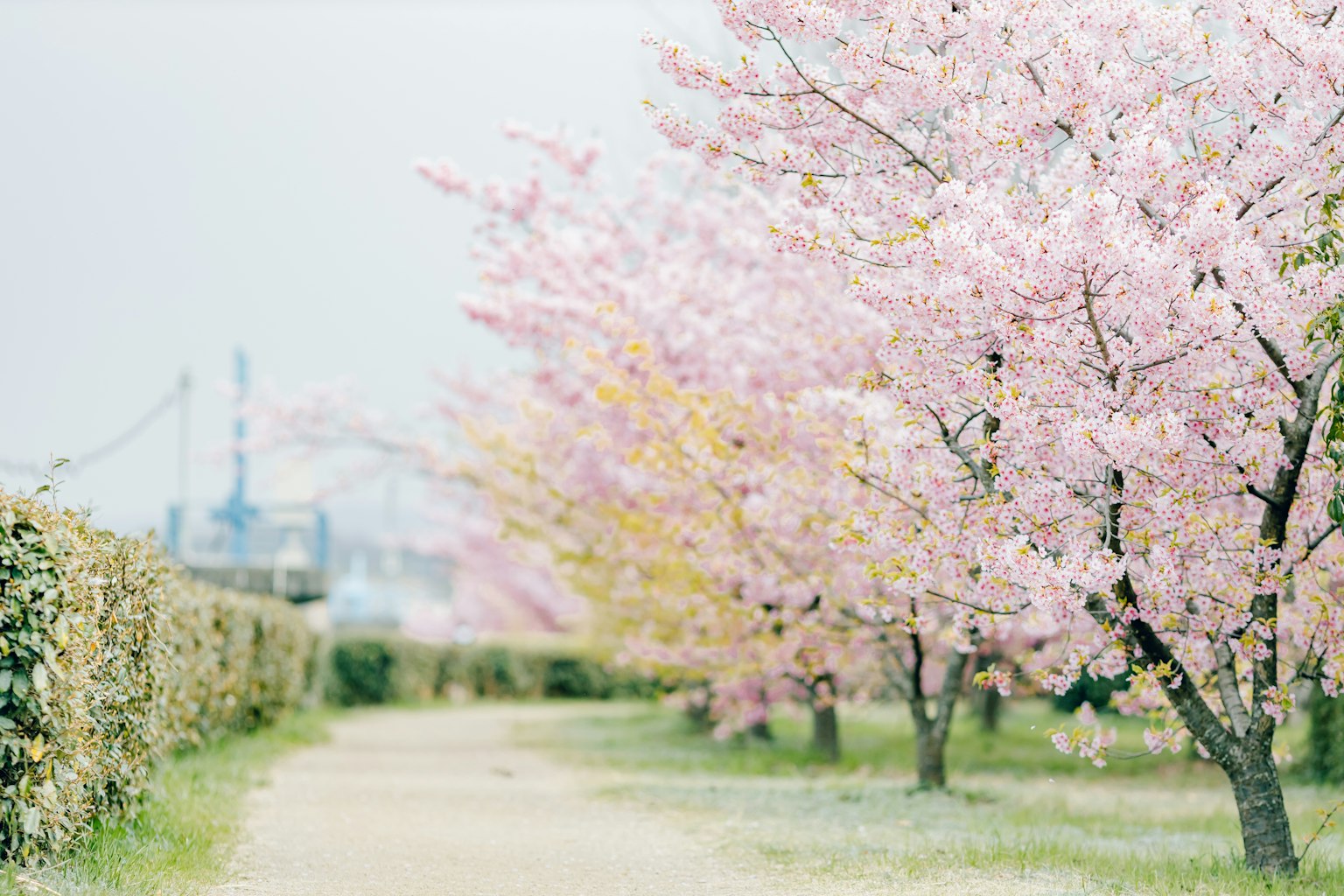 Sentiero panoramico fiancheggiato da alberi di ciliegio in fiore
