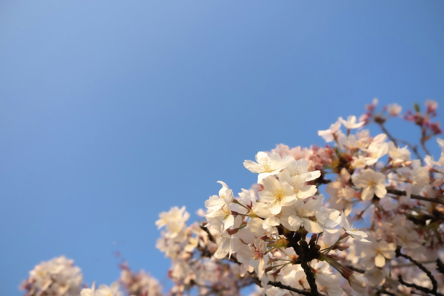 Primer plano de flores de cerezo contra un cielo azul