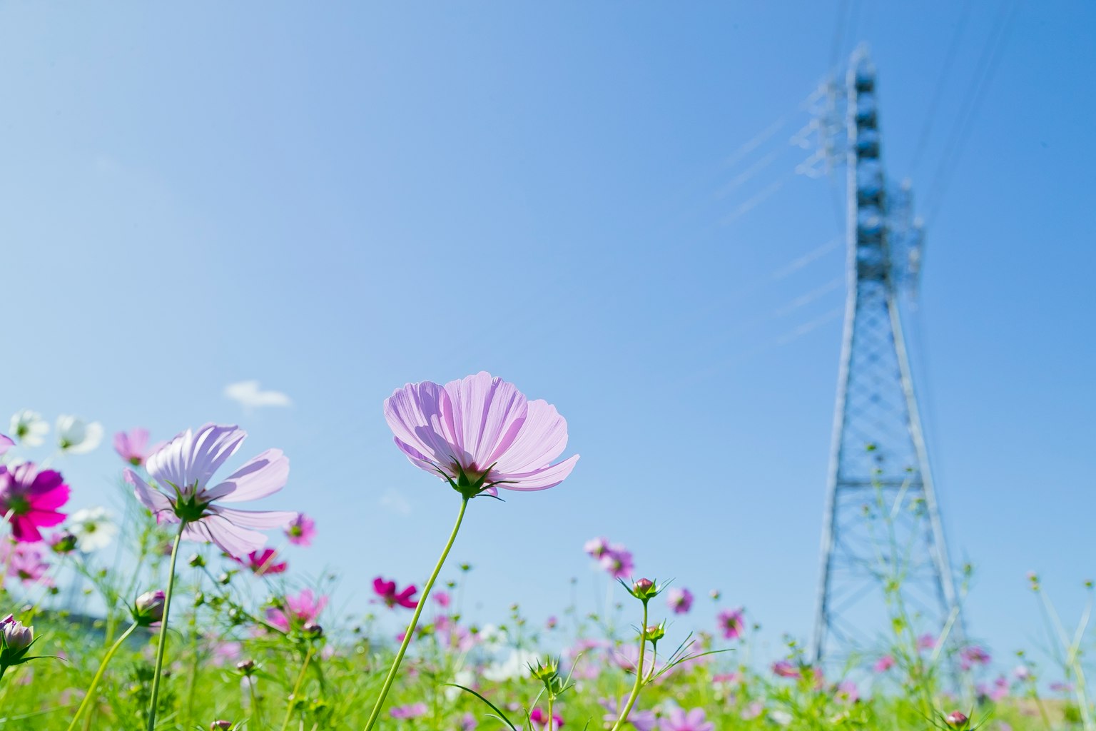 Hoa cosmos nở dưới bầu trời xanh với tháp điện