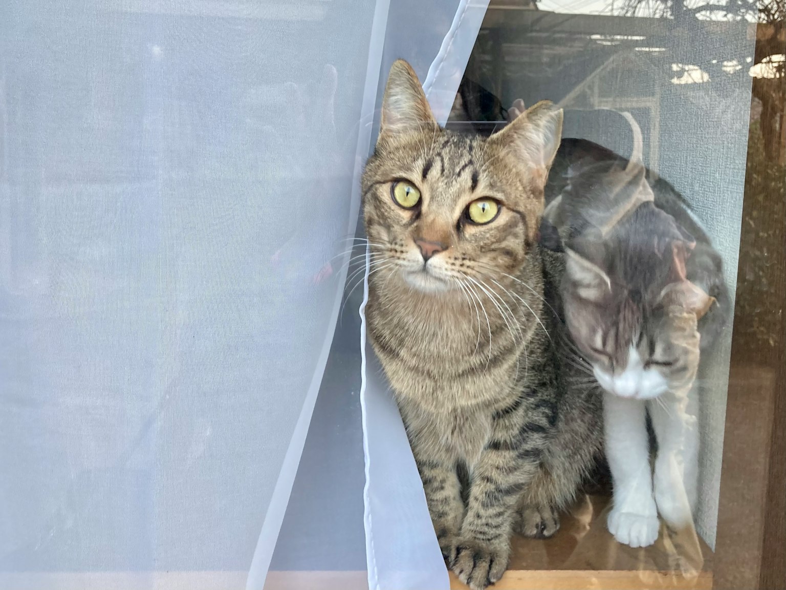 커튼 뒤에서 창 밖을 바라보는 두 마리 고양이