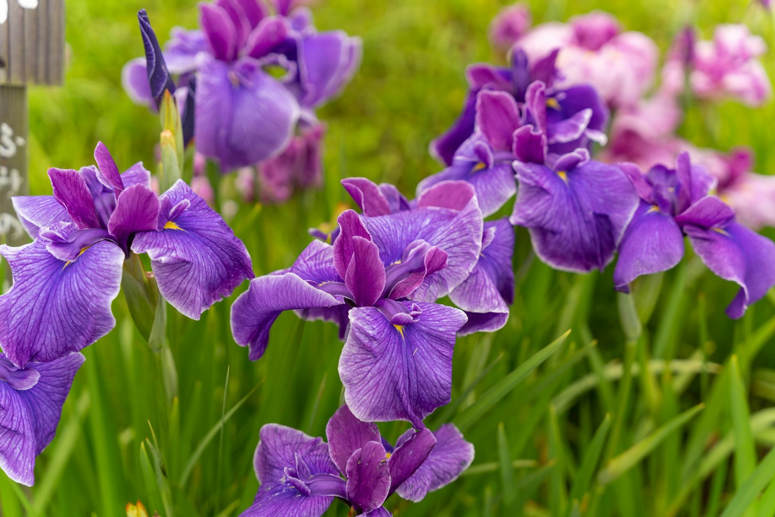 Schöne lila Irisblumen blühen zwischen dem grünen Gras