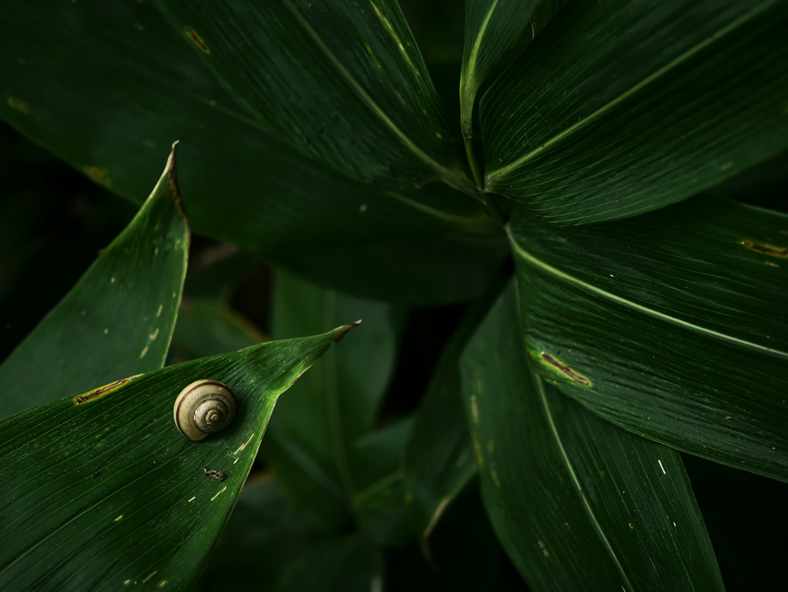 Close-up of a snail on green leaves showcasing their texture