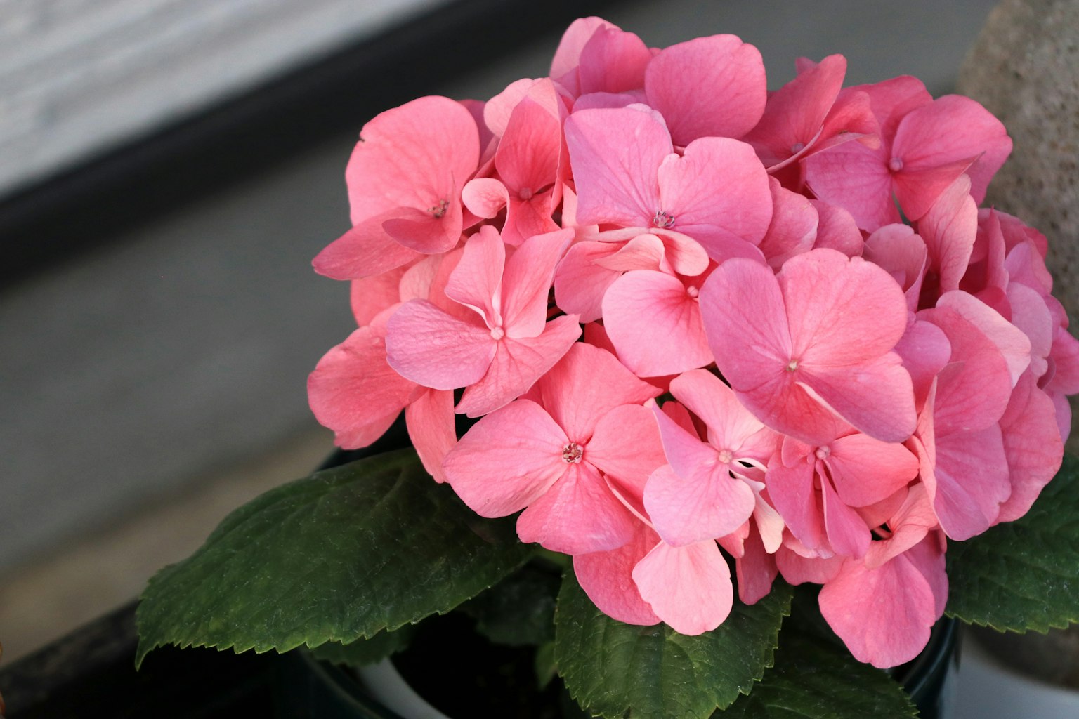 Fleurs d'hortensia roses avec des feuilles vertes