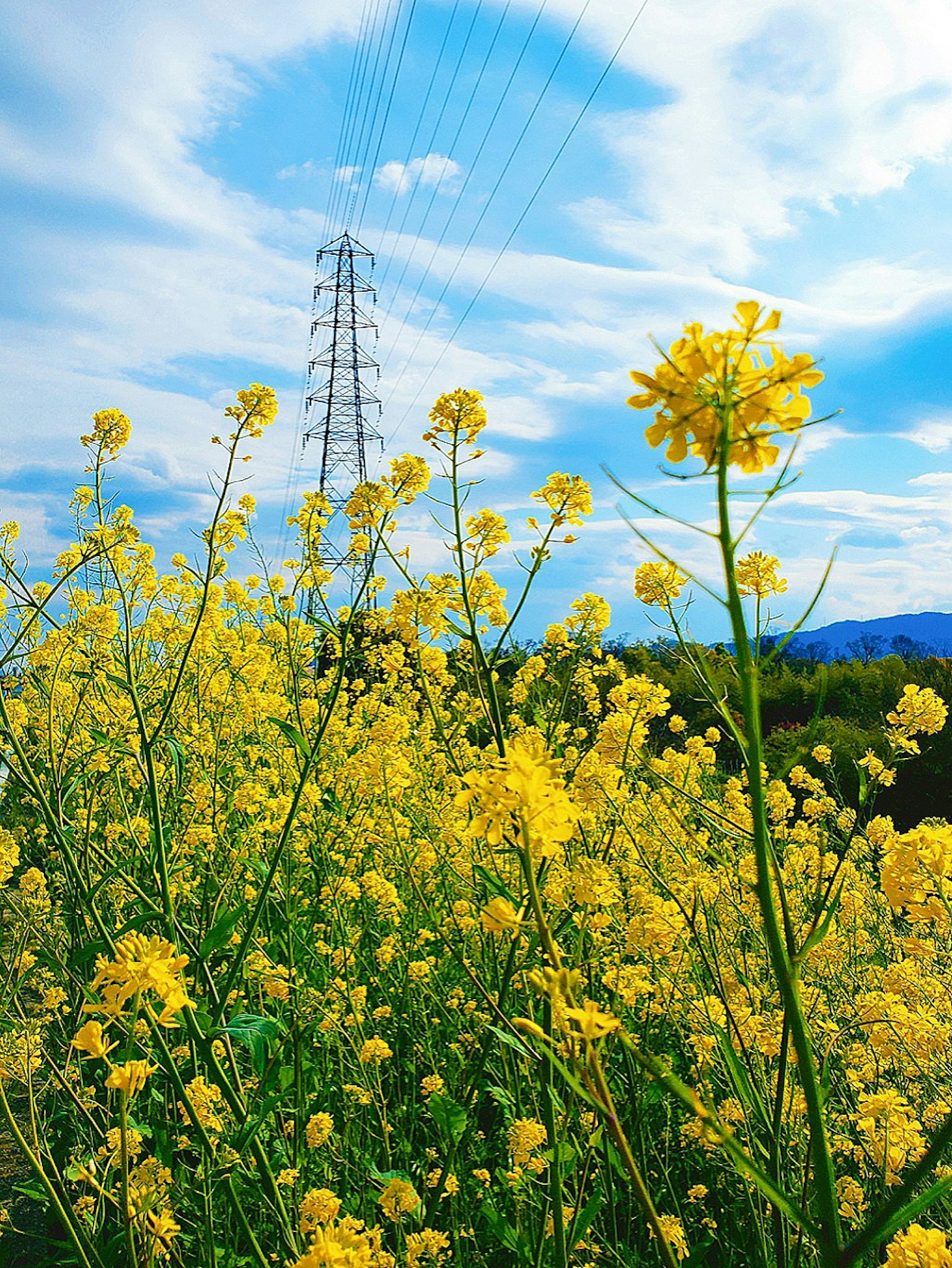 Paesaggio con fiori gialli sotto un cielo blu e una torre elettrica
